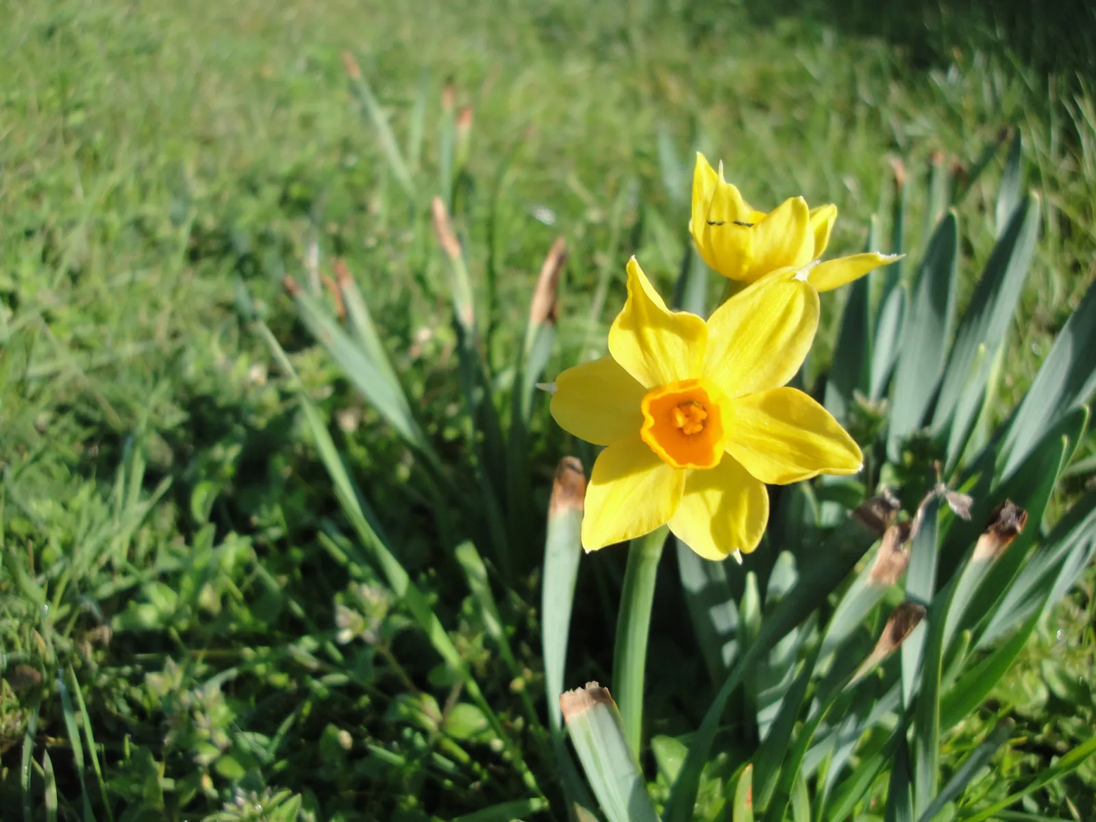 Daffodil (Narcissus Assorted Varieties) — as they establish a reliable and stunning presence in any garden setting