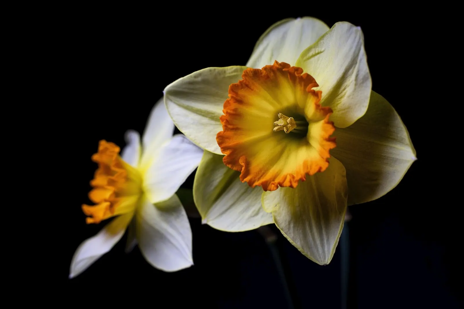 Daffodil (Narcissus Assorted Varieties) — The foliage typically consists of blue-green; commonly referred to as Daffodil