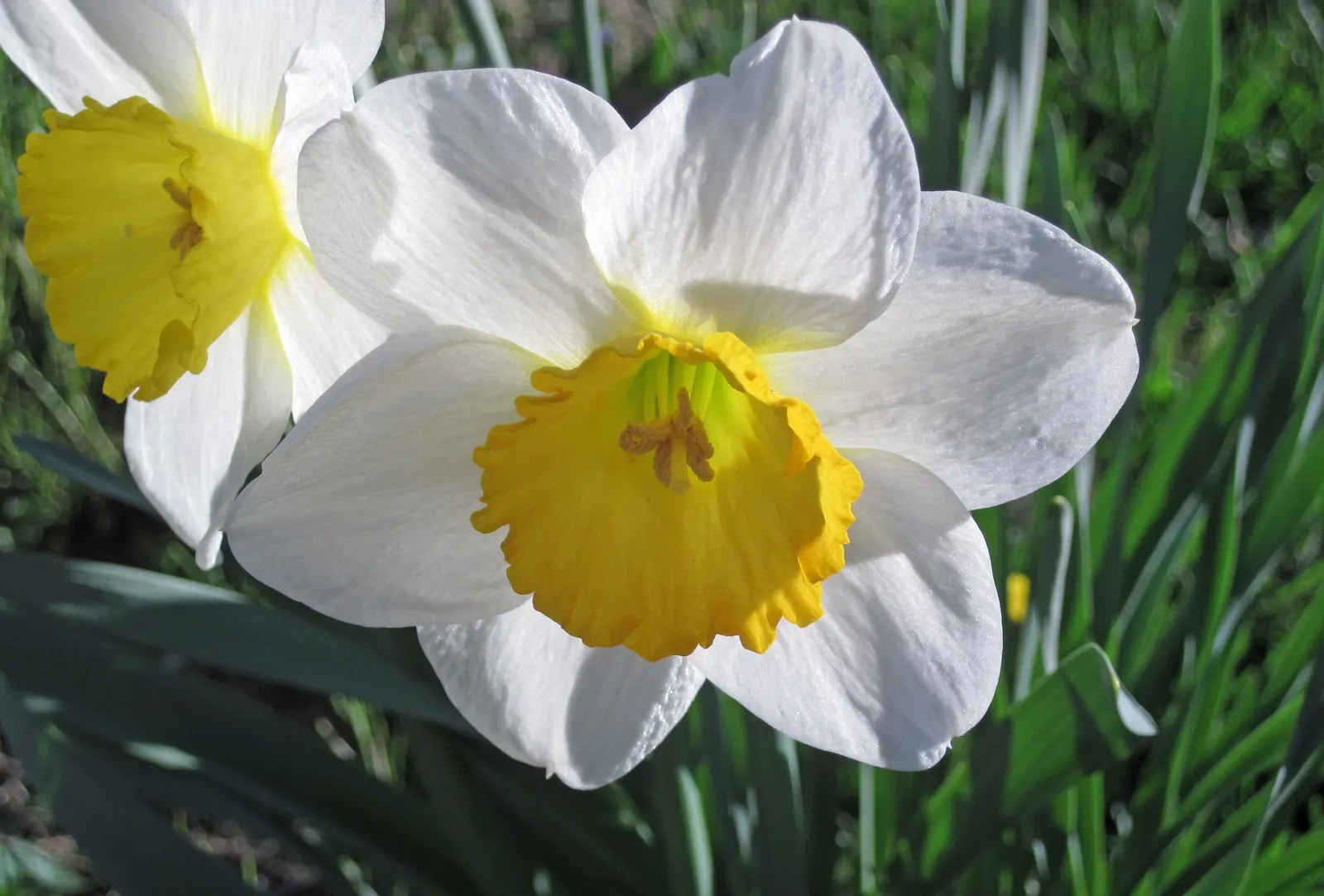 Daffodil (Narcissus Assorted Varieties) — They thrive in USDA Hardiness Zones 3 through 8 and prefer well-drained soil, image 35