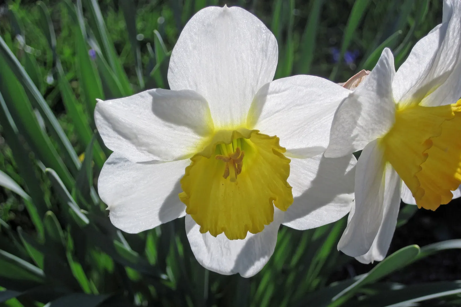 Daffodil (Narcissus Assorted Varieties) — these bulbs are ideal for naturalizing in lawns