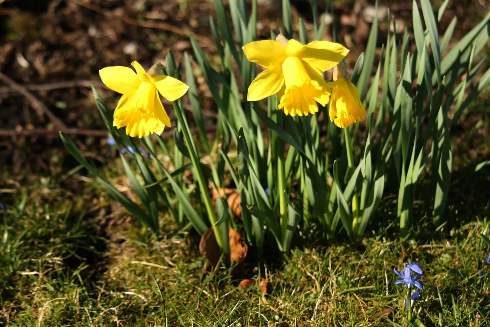 Daffodil (Narcissus Assorted Varieties) — Daffodils will provide recurrent beauty each year with minimal care; requiring at least 6 hours of direct, image 65