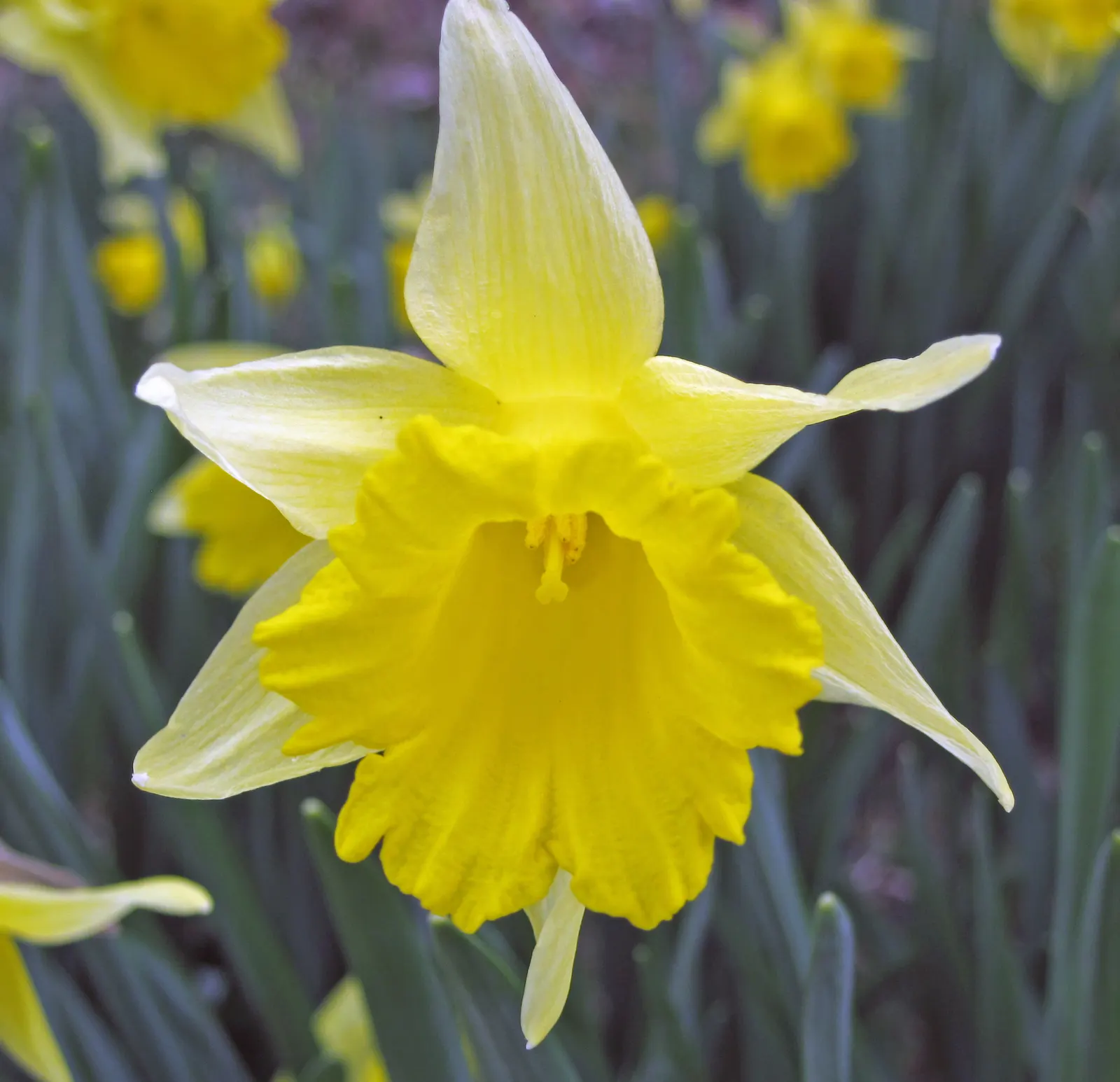 Daffodil (Narcissus Assorted Varieties) — They are relatively low maintenance, resistant to deer and other wildlife, and can multiply over the, image 63