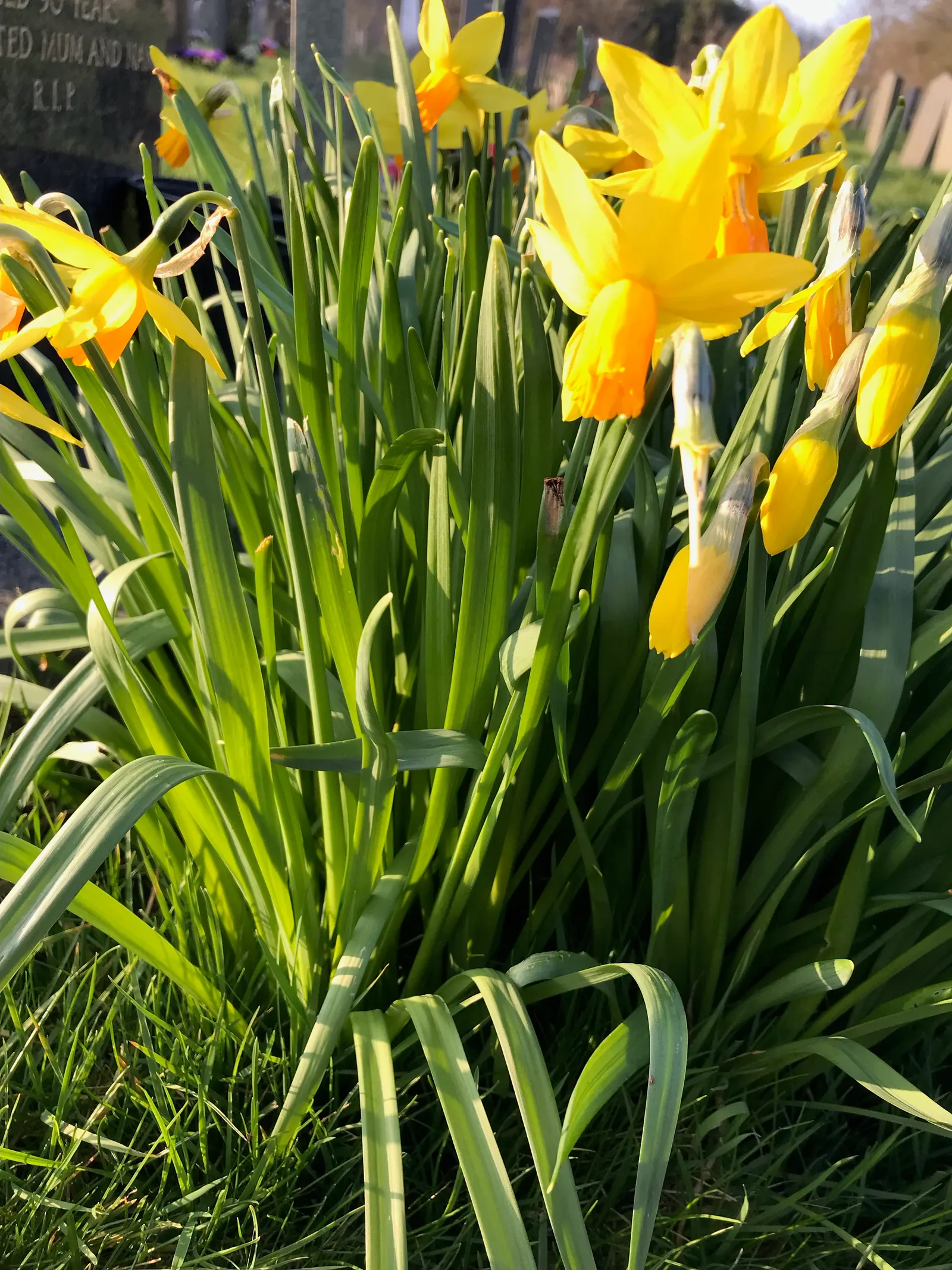 Daffodil (Narcissus Assorted Varieties) — white and yellow flowers in the garden; they are deer-resistant, symbolize rebirth, and are ideal for adding a splash