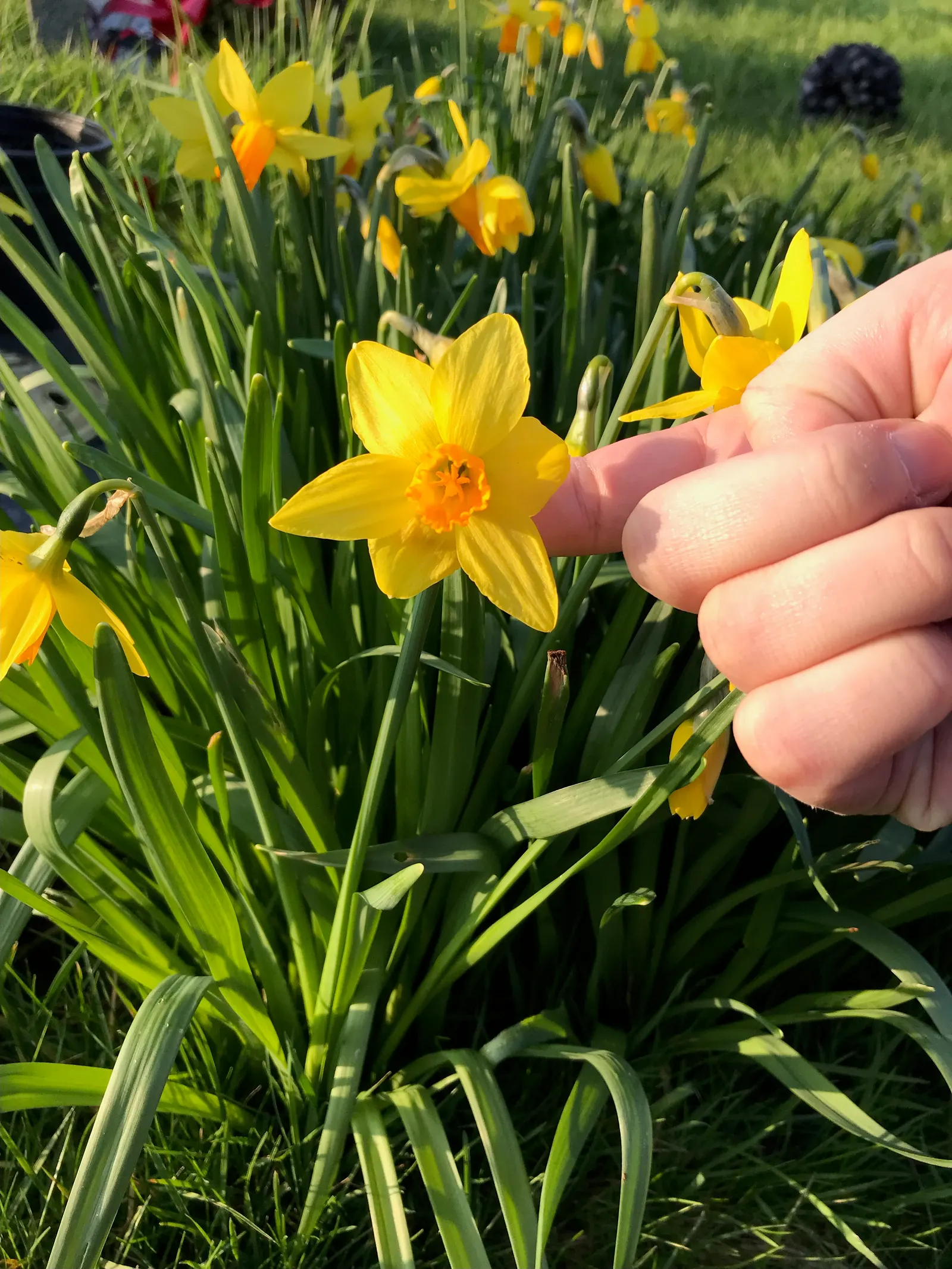 Daffodil (Narcissus Assorted Varieties) — Varieties display white to yellow hues, sometimes with orange segments; at a depth of about 6 to 8 inches, image 49