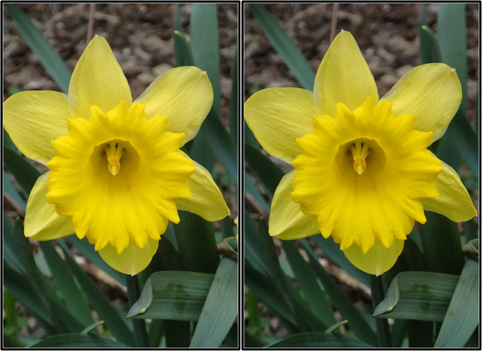 Daffodil (Narcissus Assorted Varieties) — commonly known as Daffodil; they thrive in USDA zones 3-8 with full to partial sun and well-drained soil, image 47