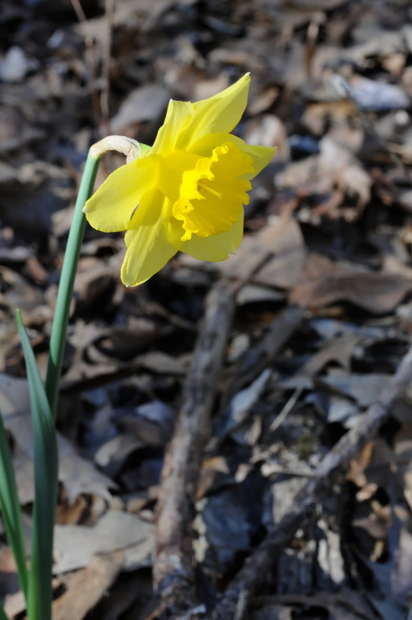 Daffodil (Narcissus Assorted Varieties) — Varieties display white to yellow hues, sometimes with orange segments