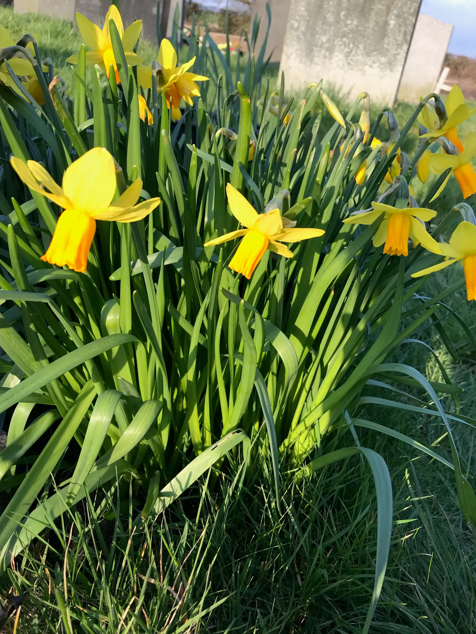 Daffodil (Narcissus Assorted Varieties) — commonly referred to as Daffodil