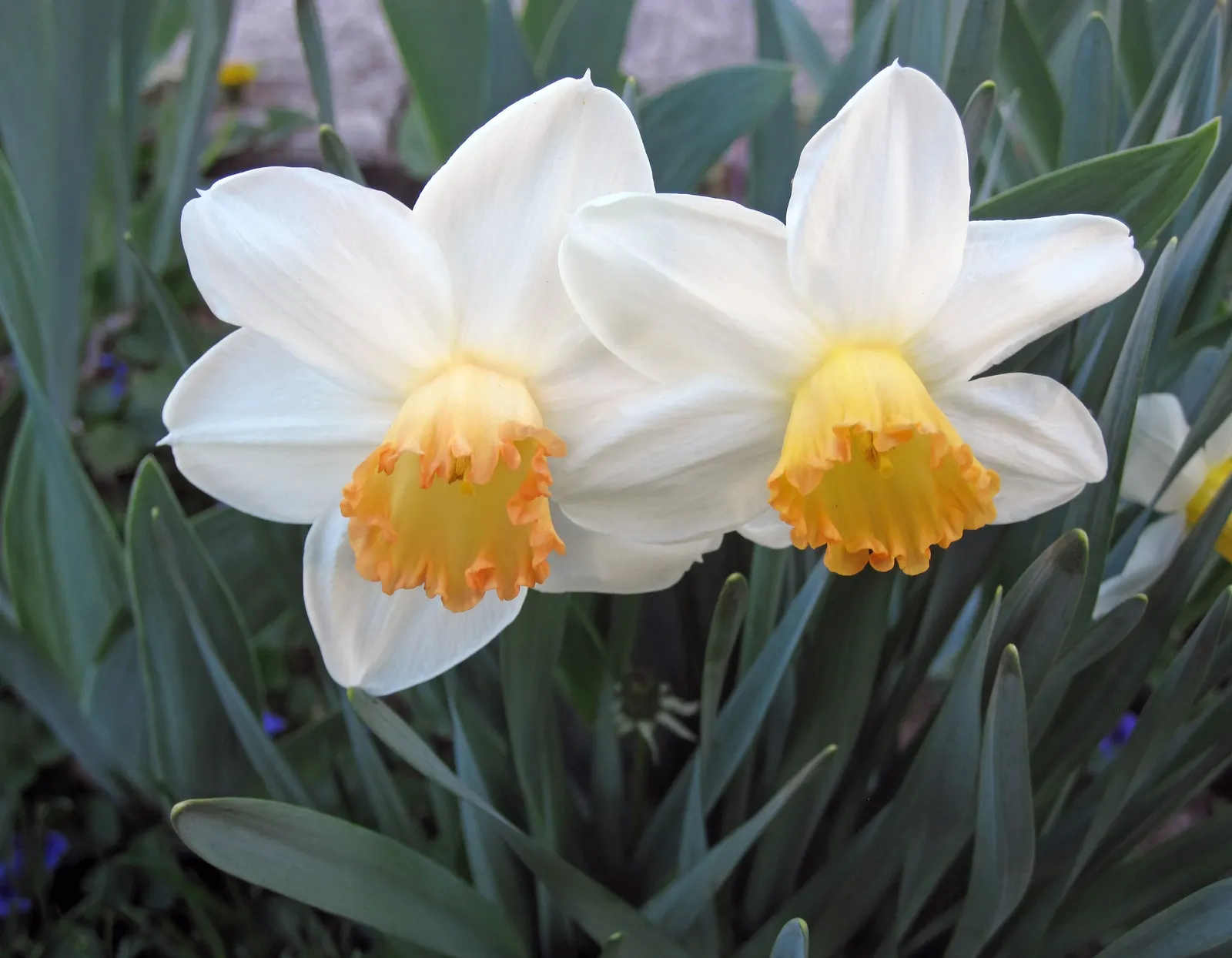 Daffodil (Narcissus Assorted Varieties) — at a depth of about 6 to 8 inches and spaced about 4 to 6 inches apart