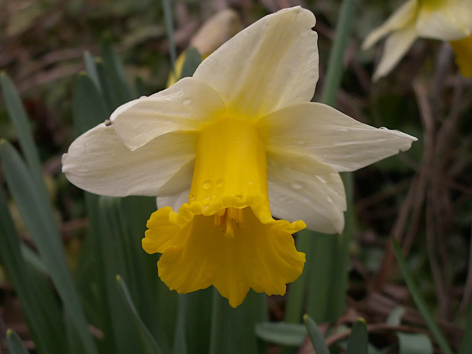 Daffodil (Narcissus Assorted Varieties) — as they establish a reliable and stunning presence in any garden setting; bulb with white and yellow blooms