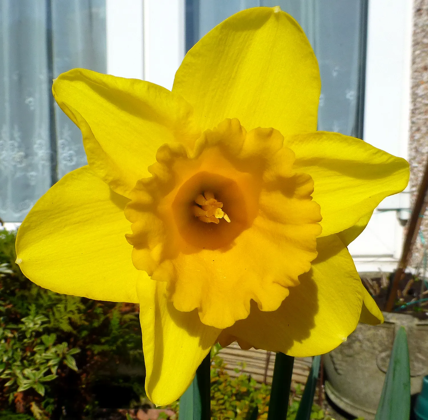 Daffodil (Narcissus Assorted Varieties) — Daffodils reach a height of 6-24 inches and are excellent for borders and naturalizing; strap-like leaves that are