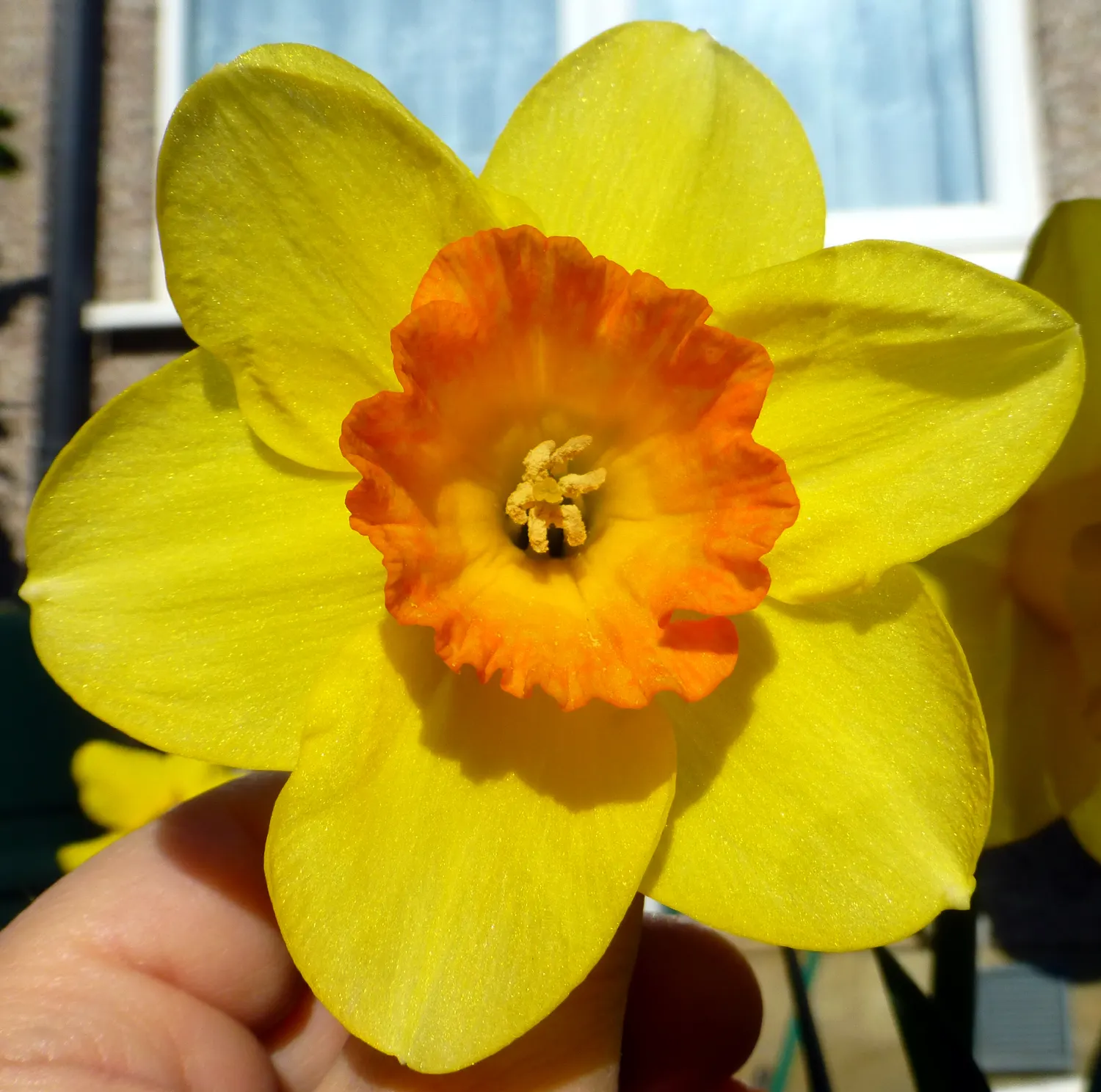 Daffodil (Narcissus Assorted Varieties) — often with contrasting central coronas (cups or trumpets); daffodils reach a height of 6-24 inches and are excellent