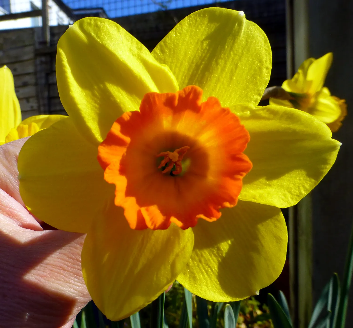 Daffodil (Narcissus Assorted Varieties) — white and yellow flowers in the garden