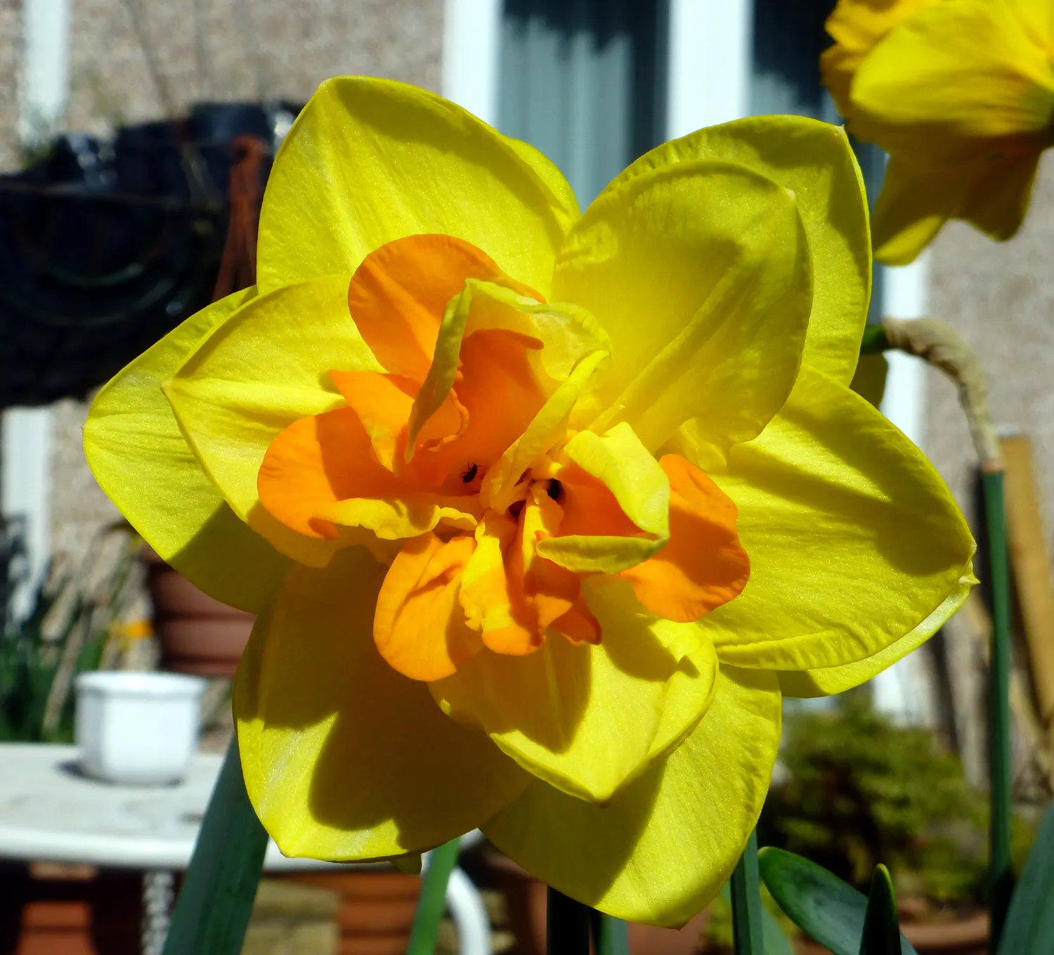 Daffodil (Narcissus Assorted Varieties) — requiring at least 6 hours of direct sunlight each day.<br><br>For landscape design