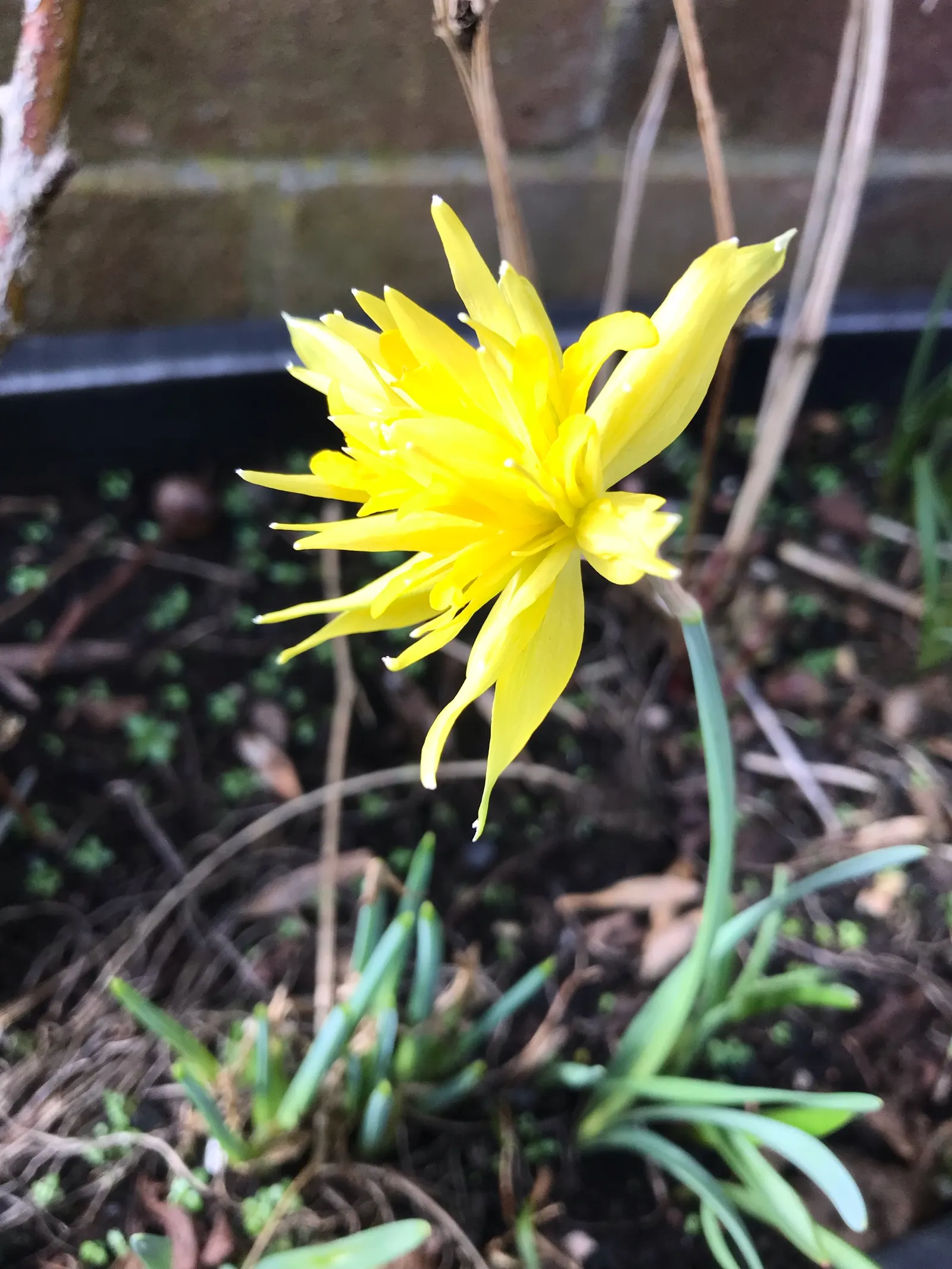 Daffodil (Narcissus Assorted Varieties) — at a depth of about 6 to 8 inches and spaced about 4 to 6 inches apart; the foliage typically consists of blue-green