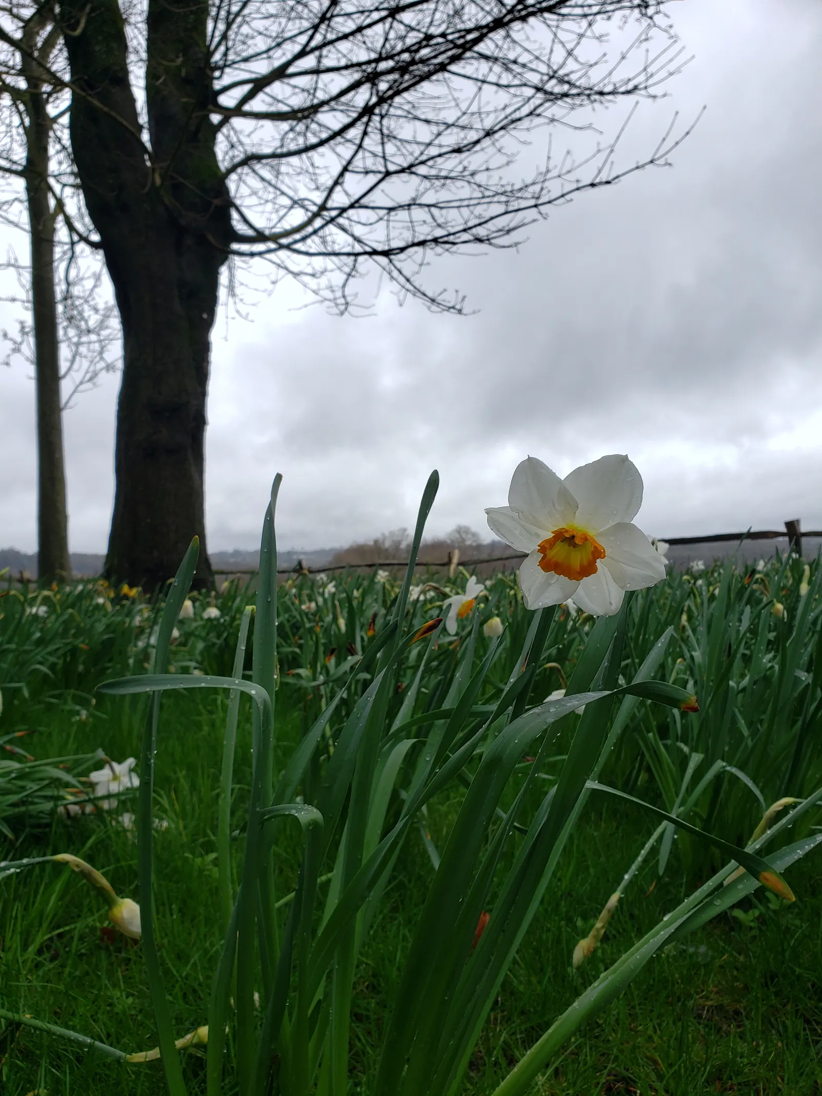 Daffodil (Narcissus Assorted Varieties) — <br><br>Daffodils display a colorful spectrum of flower hues; white and yellow flowers in the garden