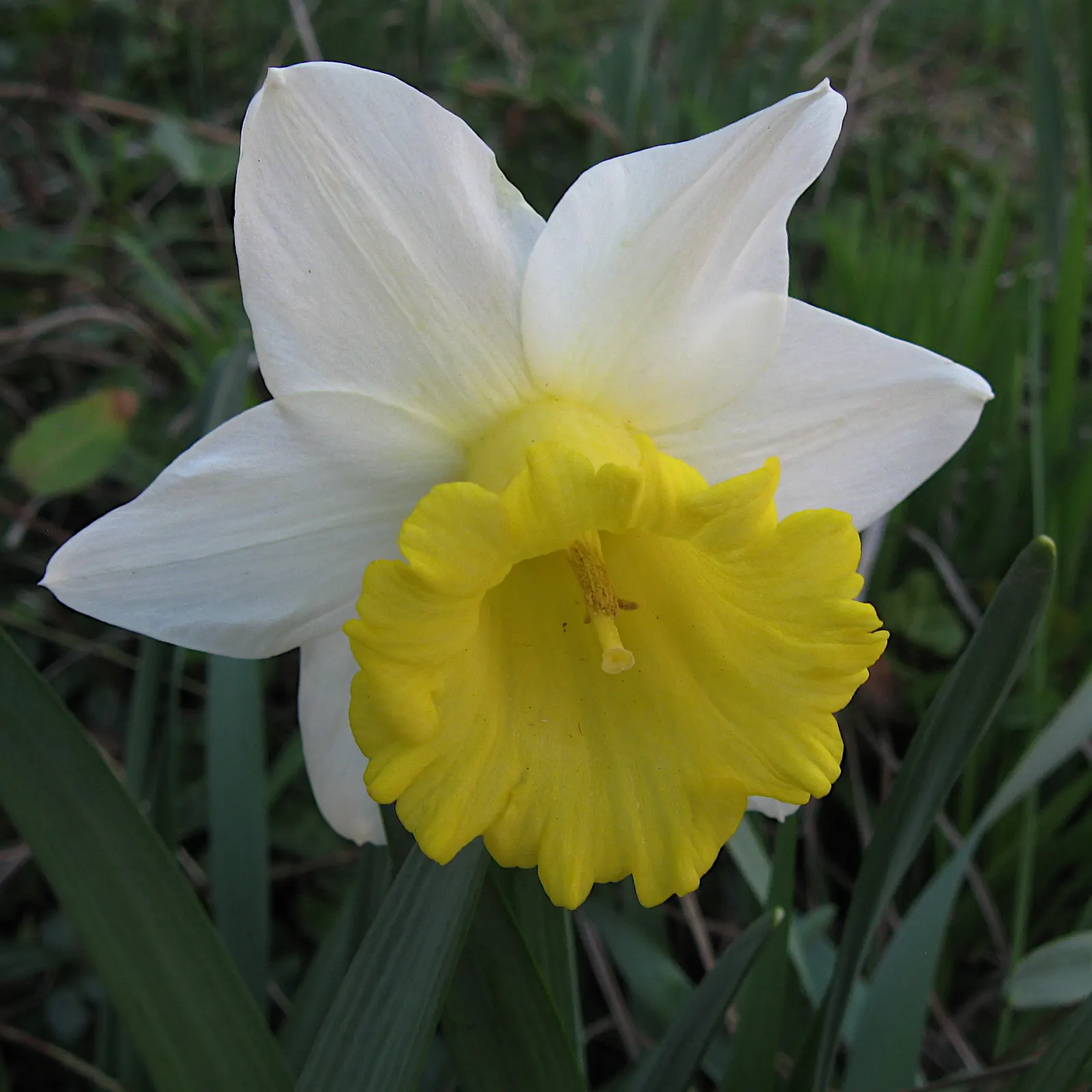 Daffodil (Narcissus Assorted Varieties) — They perform best in full sun to partial shade; varieties display white to yellow hues, sometimes with orange segments