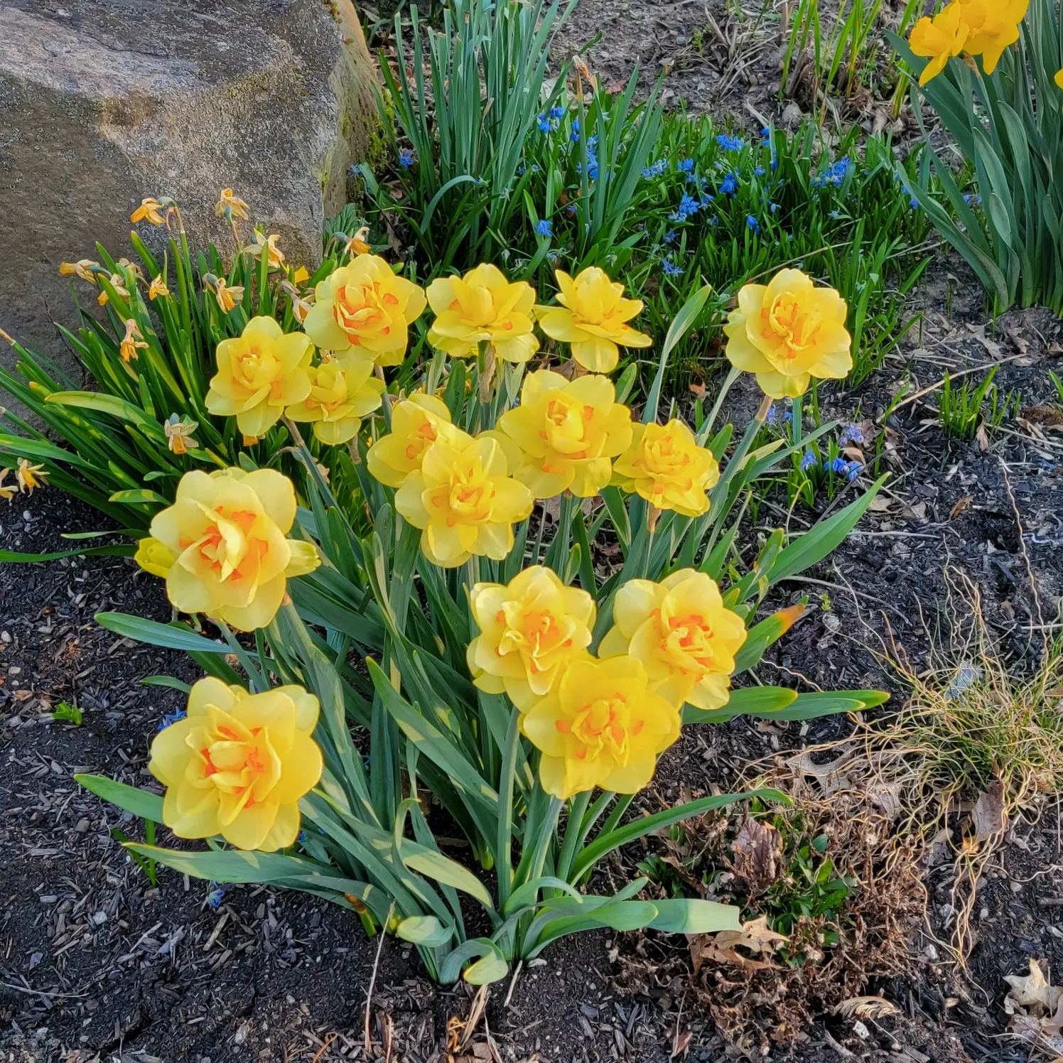 Daffodil (Narcissus Assorted Varieties) — strap-like leaves that are about 1/2 to 1 inch wide and can grow 6 to 18 inches long