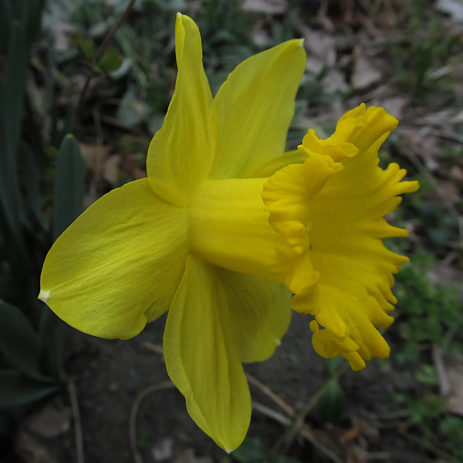 Daffodil (Narcissus Assorted Varieties) — They perform best in full sun to partial shade; varieties display white to yellow hues, sometimes with, image 60