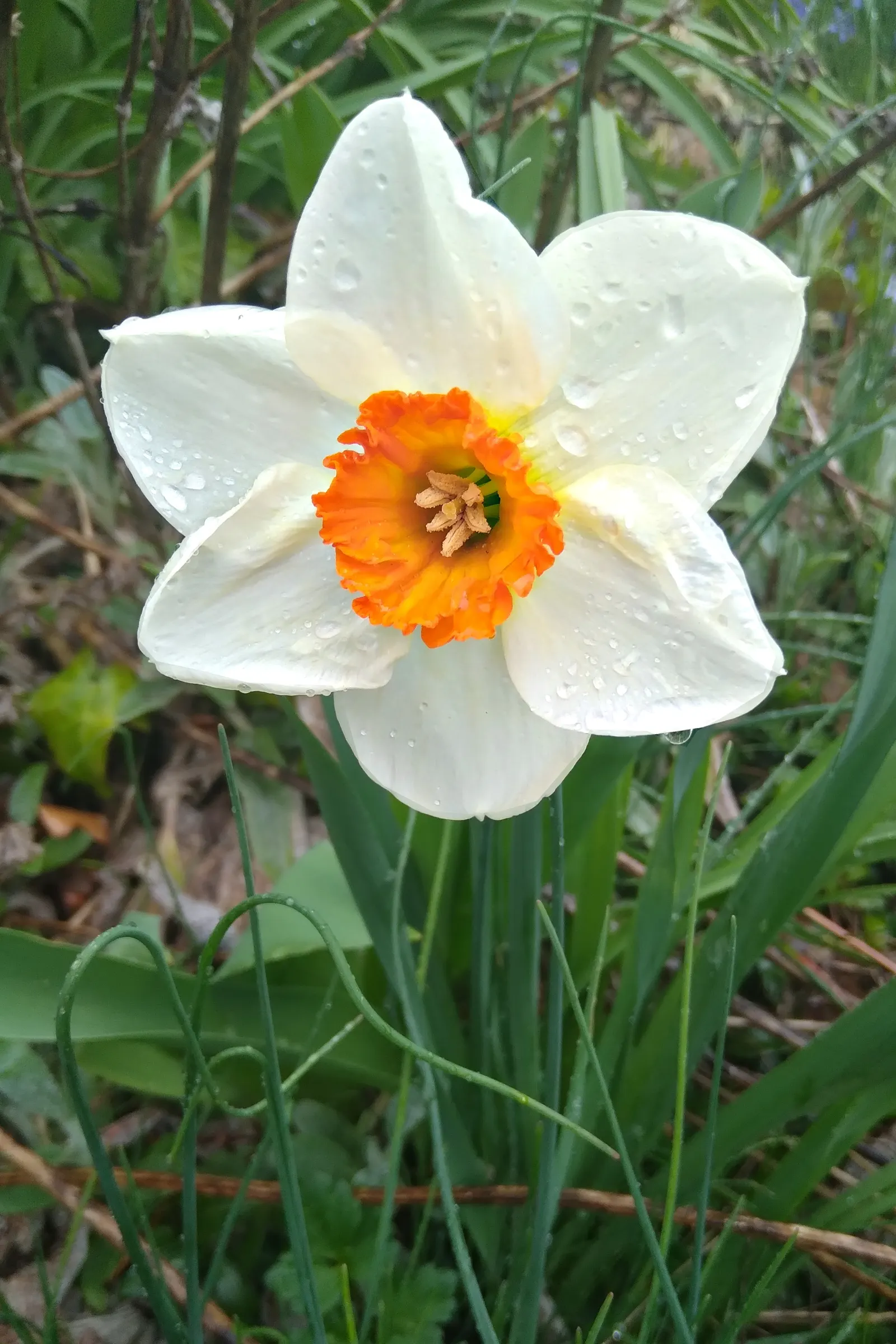 Daffodil (Narcissus Assorted Varieties) — often with contrasting central coronas (cups or trumpets); daffodils reach a height of 6-24 inches and, image 57