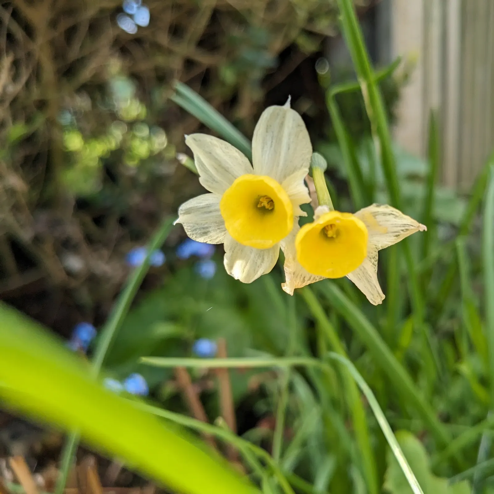 Daffodil (Narcissus Assorted Varieties) — They thrive in USDA zones 3-8 with full to partial sun and well-drained soil