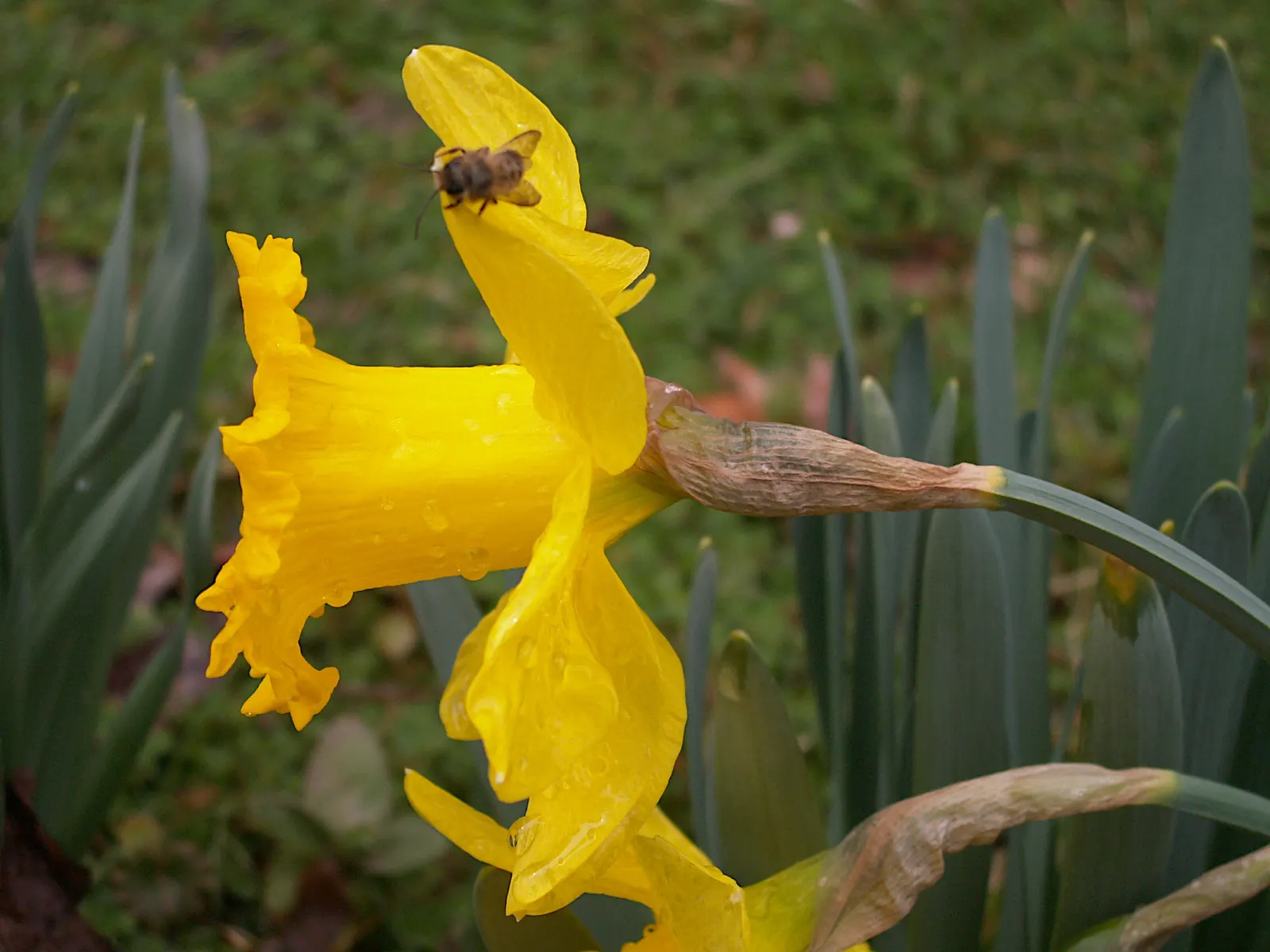 Daffodil (Narcissus Assorted Varieties) — Varieties display white to yellow hues, sometimes with orange segments; at a depth of about 6 to 8 inches and spaced