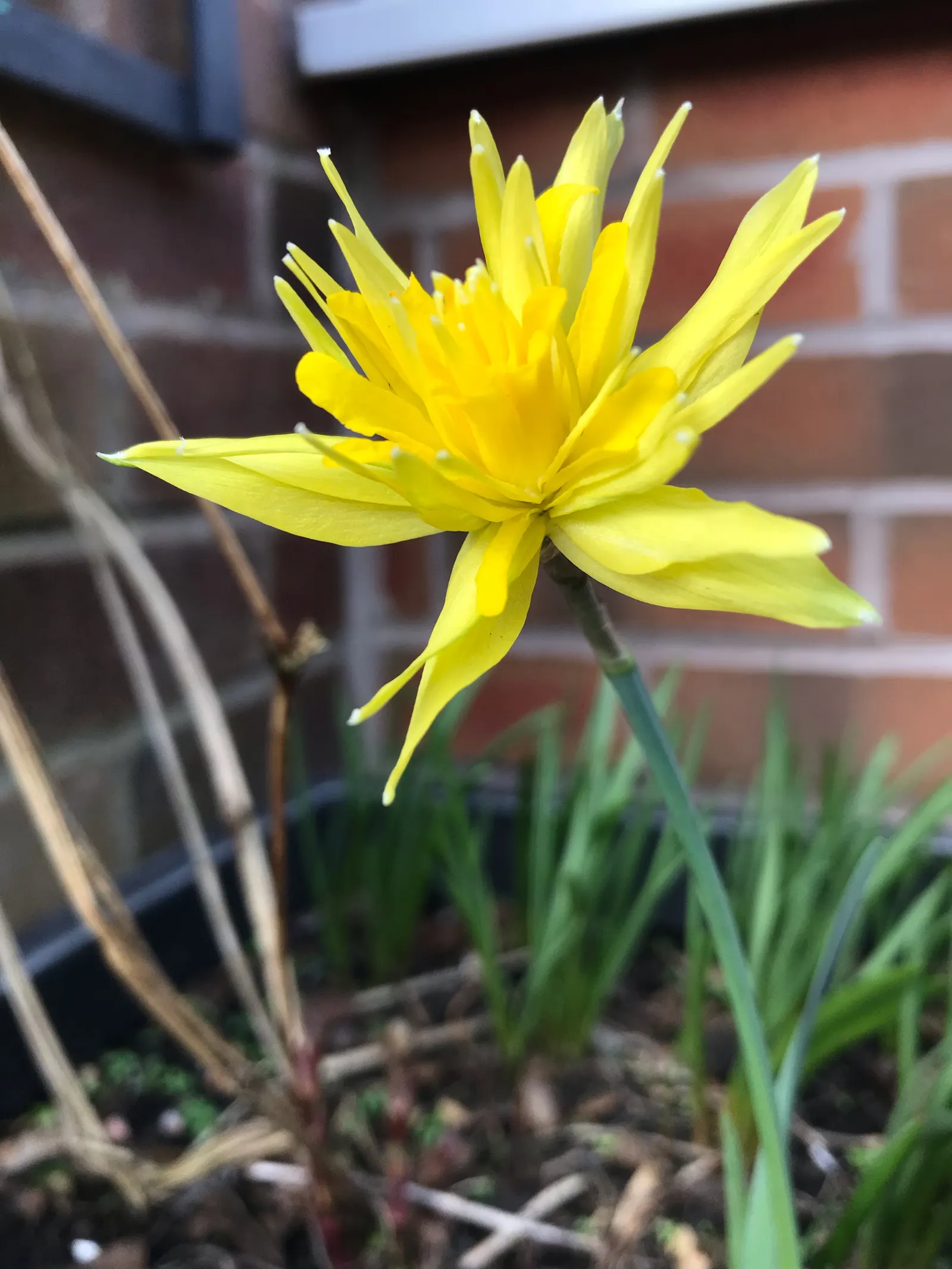 Daffodil (Narcissus Assorted Varieties) — They perform best in full sun to partial shade