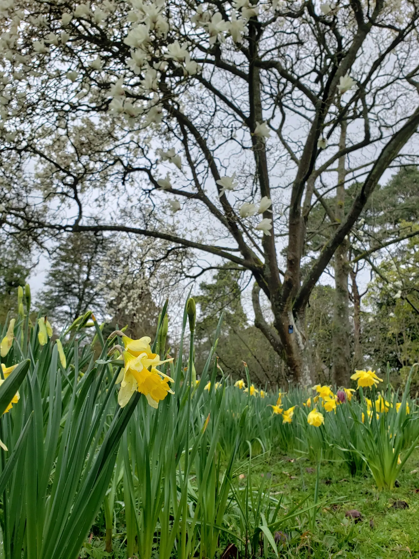 Daffodil (Narcissus Assorted Varieties) — Daffodils reach a height of 6-24 inches and are excellent for borders and naturalizing; strap-like leaves, image 51