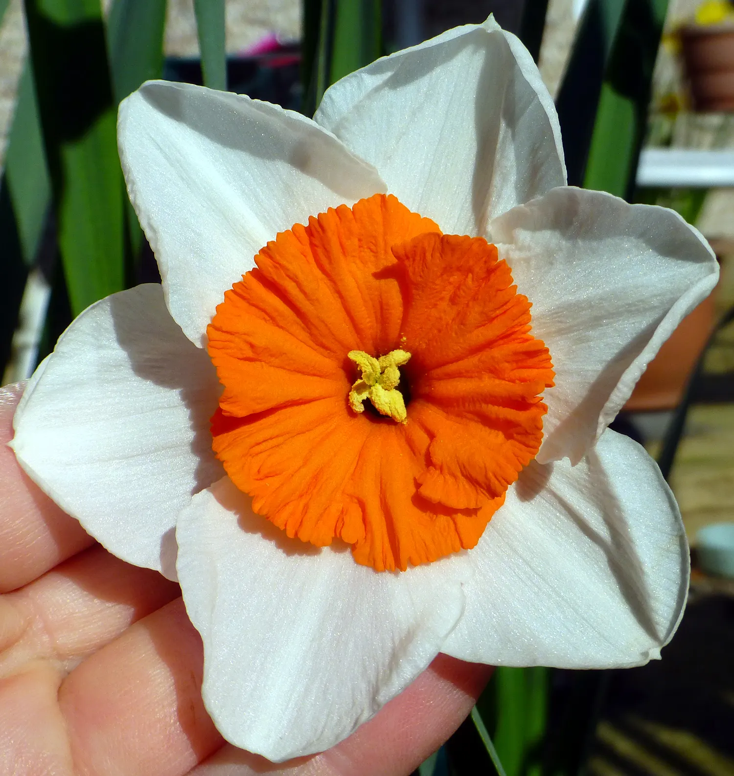 Daffodil (Narcissus Assorted Varieties) — They are relatively low maintenance, resistant to deer and other wildlife, and can multiply over the years; commonly
