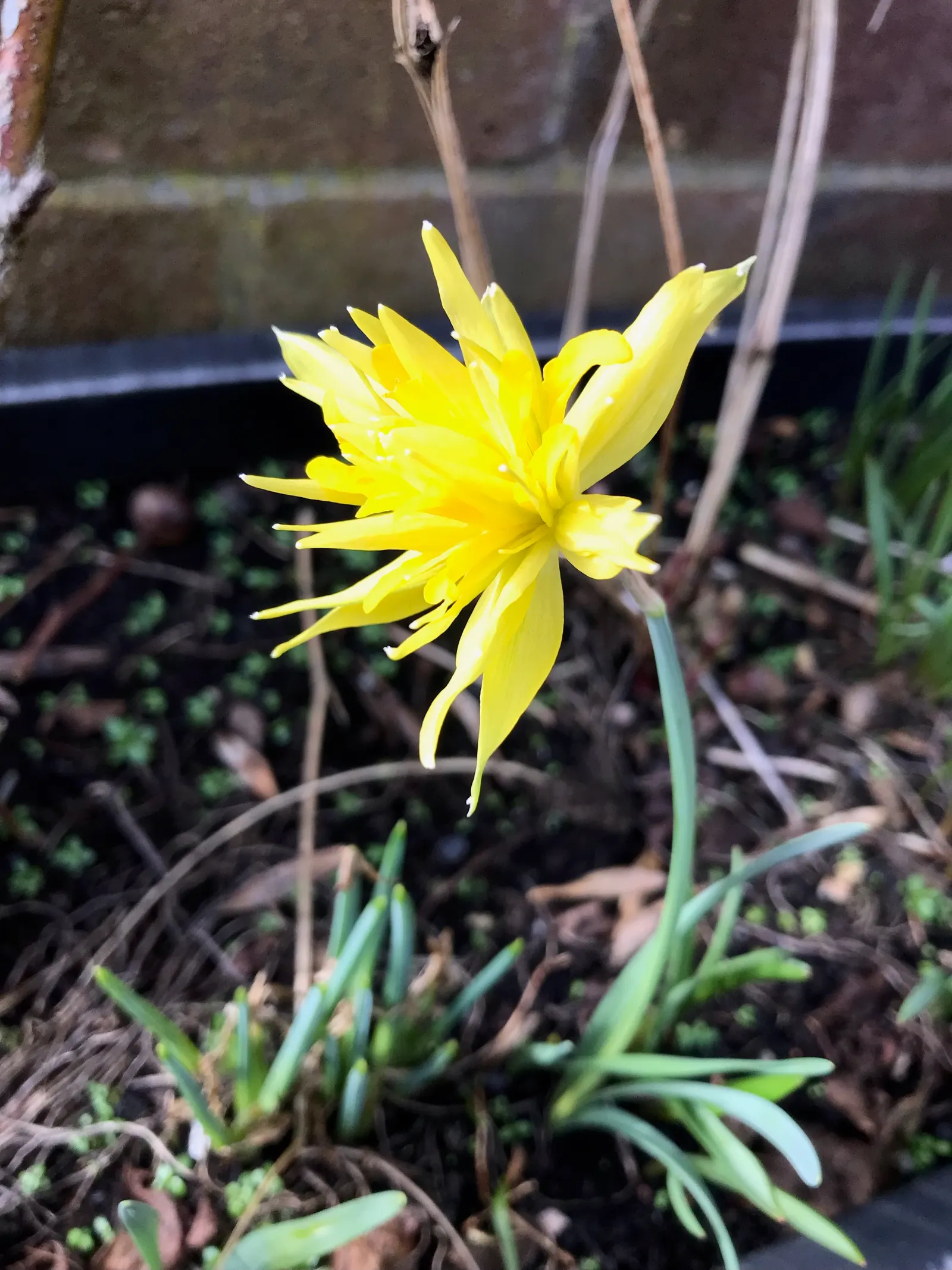 Daffodil (Narcissus Assorted Varieties) — bulb with white and yellow blooms