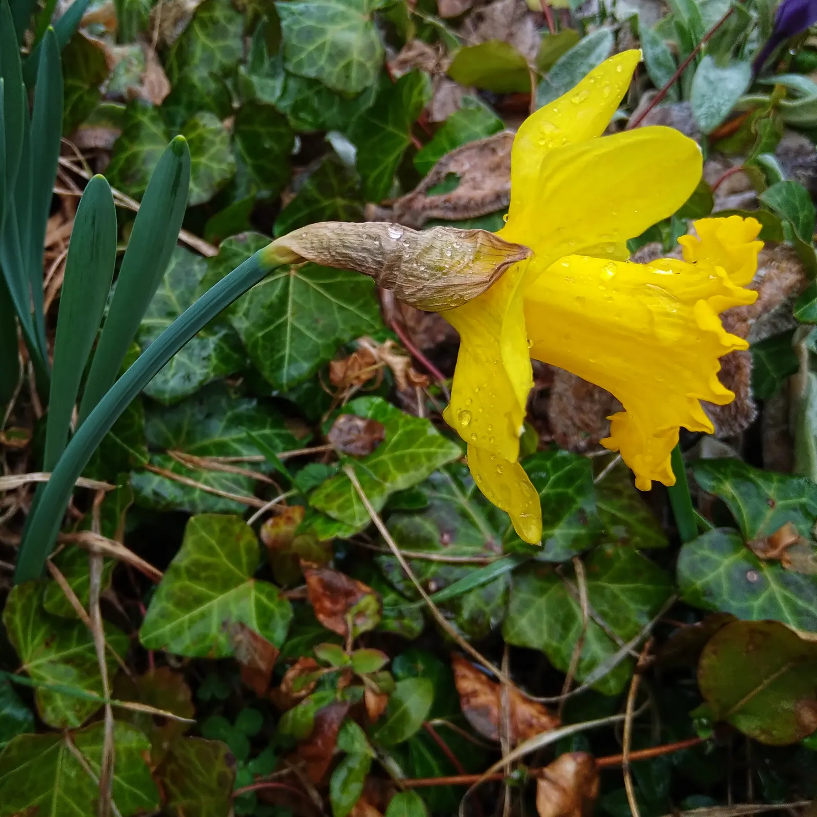 Daffodil (Narcissus Assorted Varieties) — They are deer-resistant, symbolize rebirth, and are ideal for adding a splash of early-season color, image 52