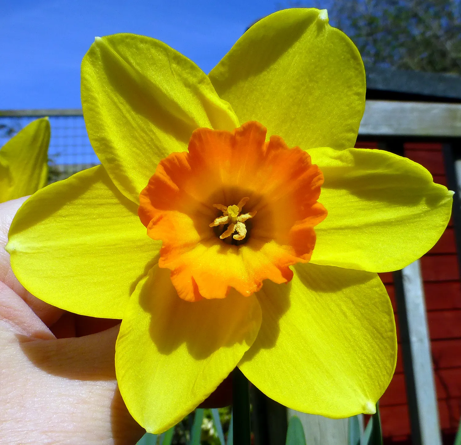Daffodil (Narcissus Assorted Varieties) — <br><br>Daffodils display a colorful spectrum of flower hues