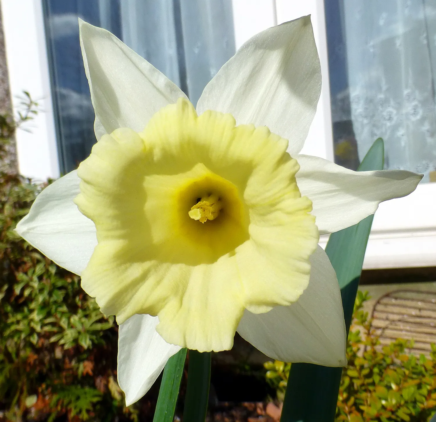 Daffodil (Narcissus Assorted Varieties) — <br><br>Daffodils display a colorful spectrum of flower hues; white and yellow flowers in the garden, image 56