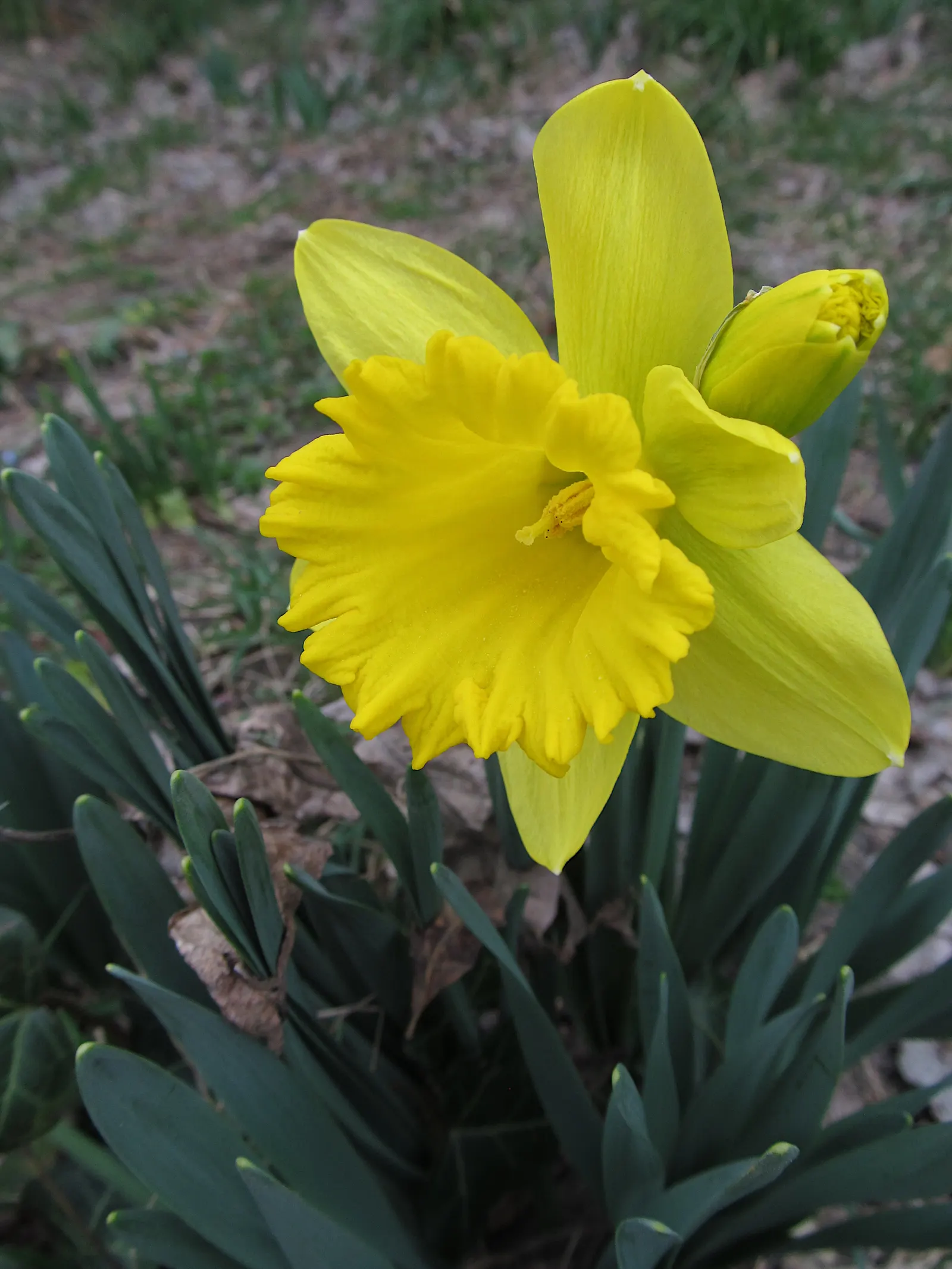 Daffodil (Narcissus Assorted Varieties) — strap-like leaves that are about 1/2 to 1 inch wide and can grow 6 to 18 inches long; they perform best, image 55