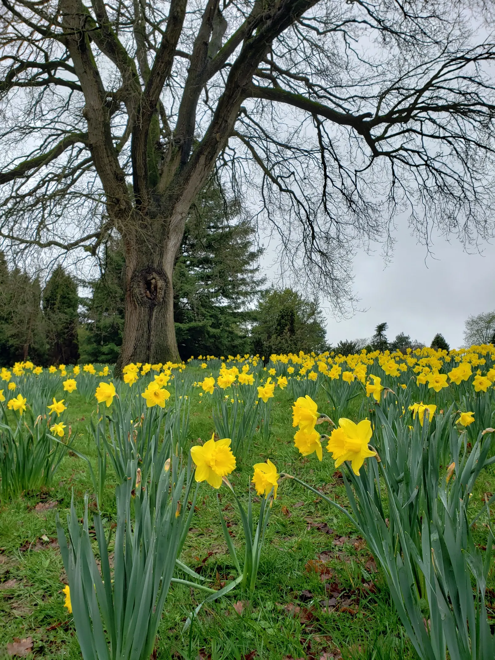 Daffodil (Narcissus Assorted Varieties) — The foliage typically consists of blue-green
