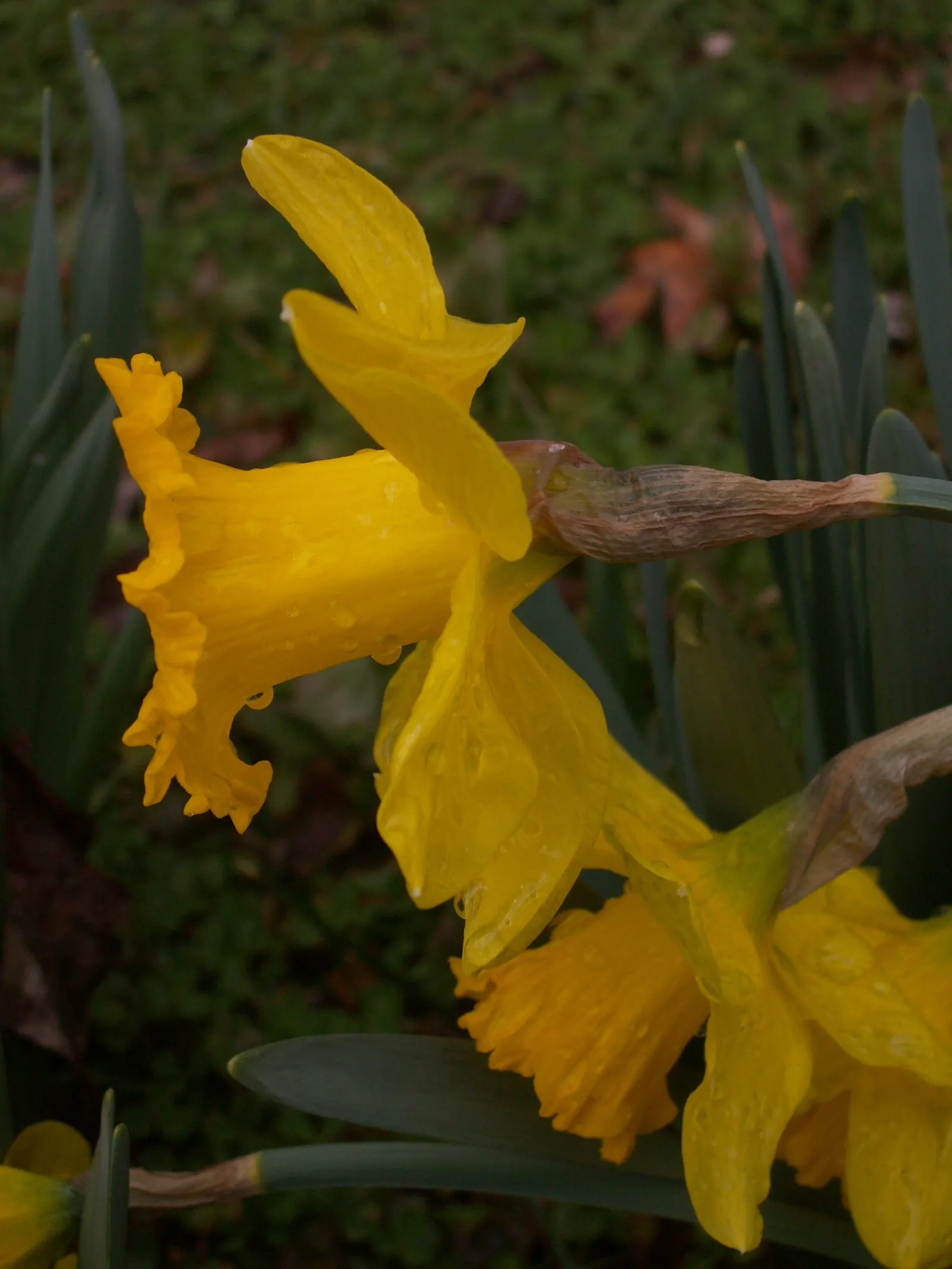 Daffodil (Narcissus Assorted Varieties) — at a depth of about 6 to 8 inches and spaced about 4 to 6 inches apart; the foliage typically consists of, image 64