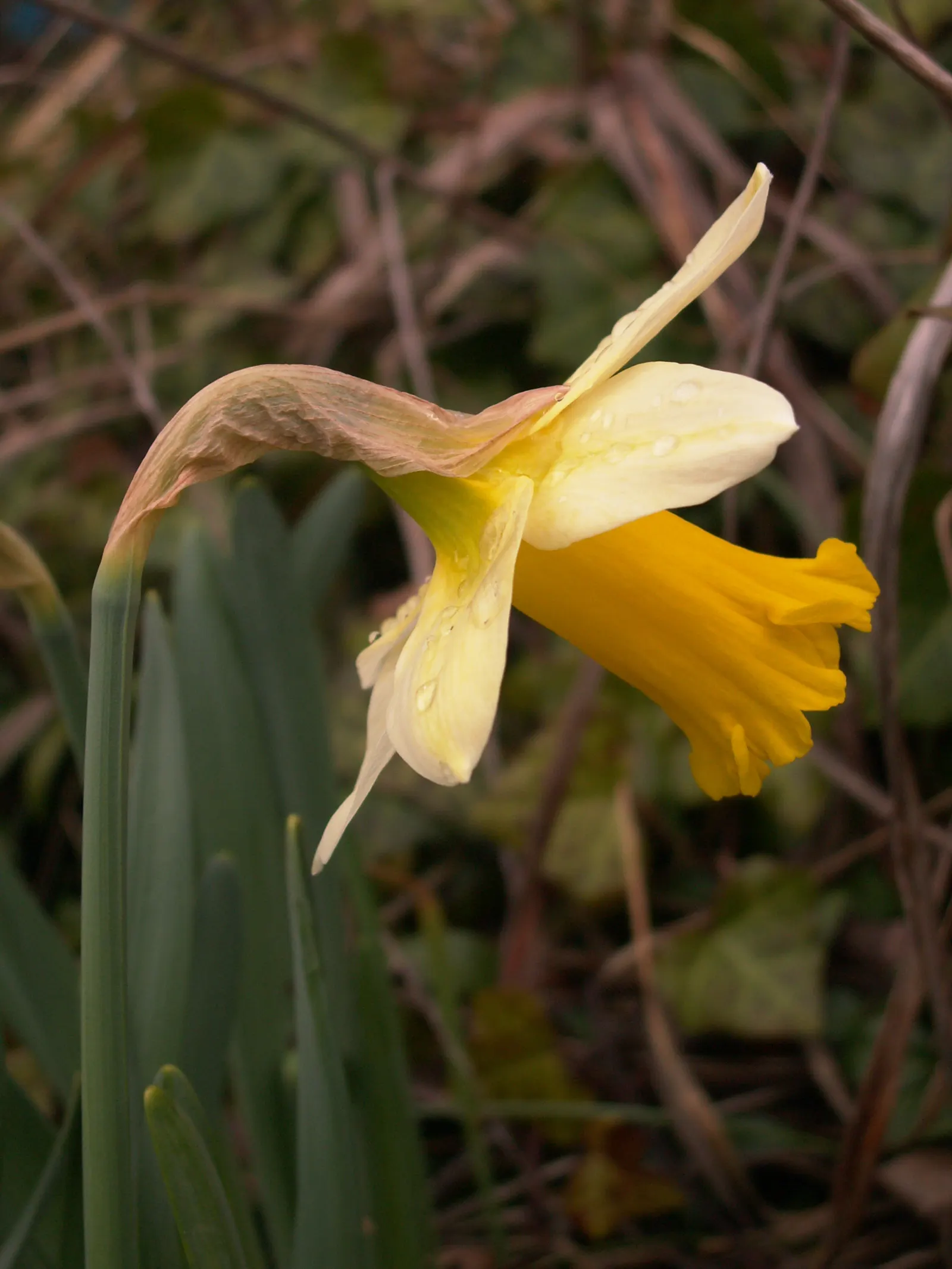 Daffodil (Narcissus Assorted Varieties) — is a spring-blooming perennial famous for its trumpet-shaped flowers; often with contrasting central, image 48