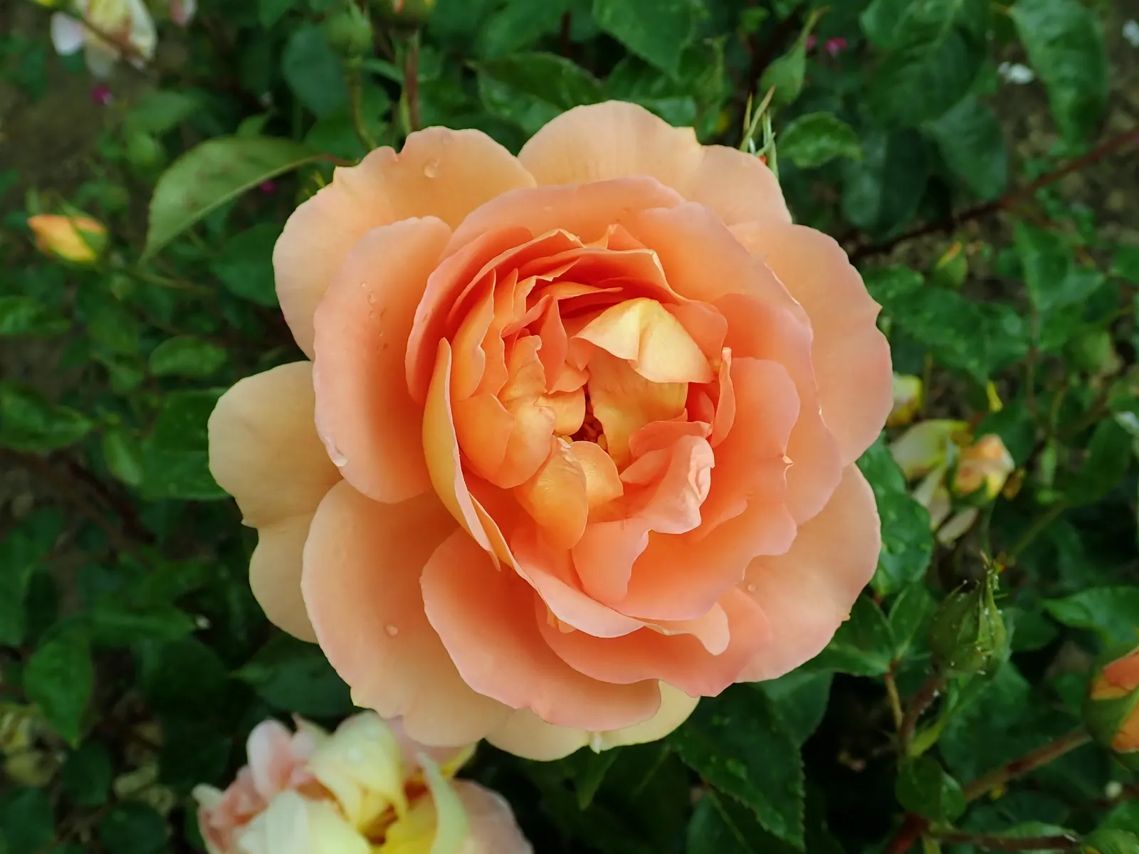 Pat Austin Rose (Rosa David Austin Rose 'Pat Austin') — It thrives in zones 5-9, prefers full sun, and requires well-drained soil