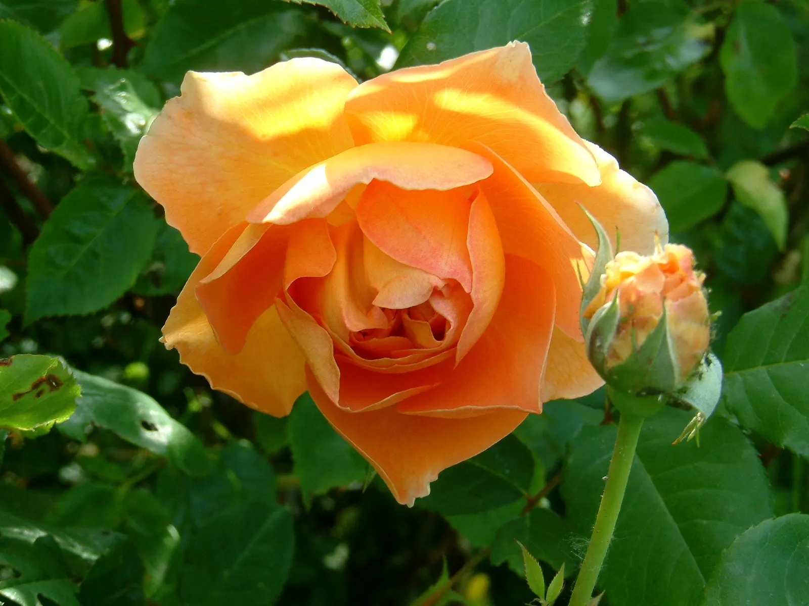 Pat Austin Rose (Rosa David Austin Rose 'Pat Austin') — cup-shaped blooms with a delicate tea fragrance