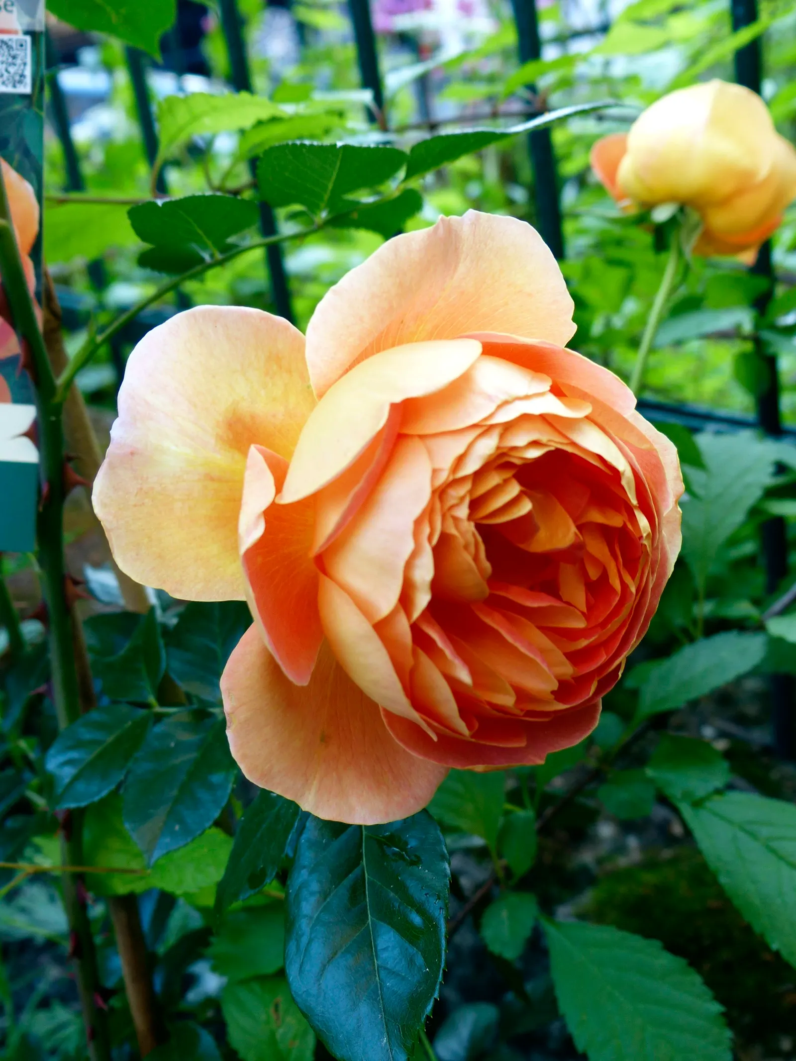 Pat Austin Rose (Rosa David Austin Rose 'Pat Austin') — it offers a robust disease resistance and a mid-season bloom peak