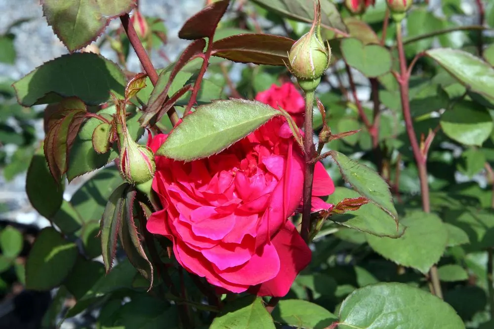 Pat Austin Rose (Rosa David Austin Rose 'Pat Austin') — Ideal for mixed borders or rose gardens