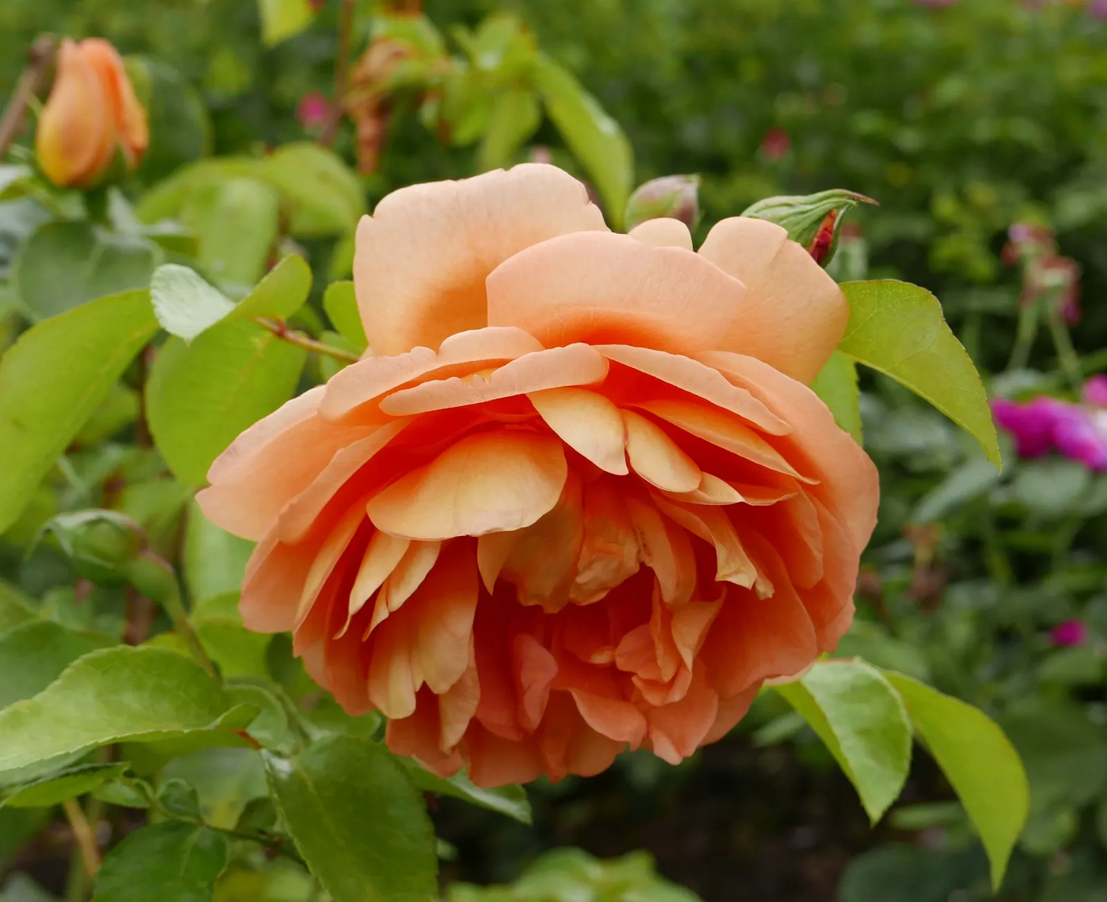 Pat Austin Rose (Rosa David Austin Rose 'Pat Austin') — This repeat-flowering shrub rose reaches up to 4 feet in height and 3 feet in width