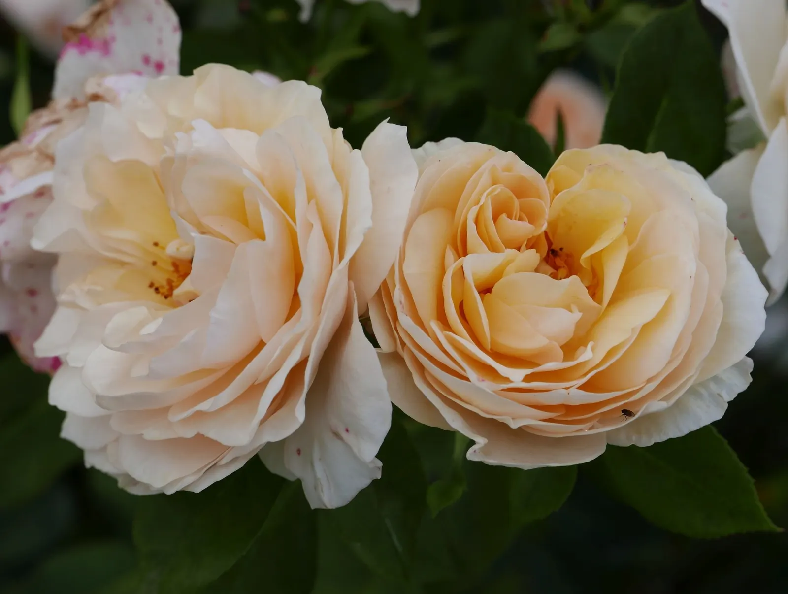 Pat Austin Rose (Rosa David Austin Rose 'Pat Austin') — traditional English garden feel