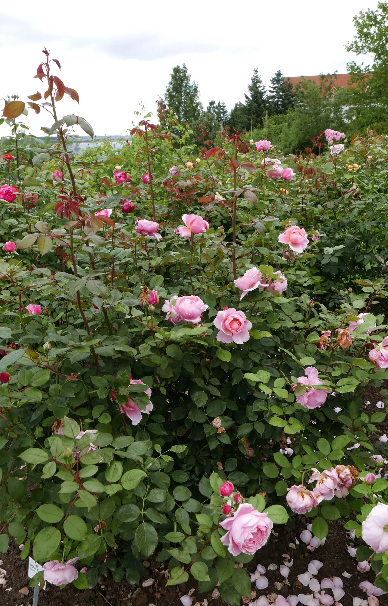 Pat Austin Rose (Rosa David Austin Rose 'Pat Austin') — Named after the wife of the esteemed breeder David Austin
