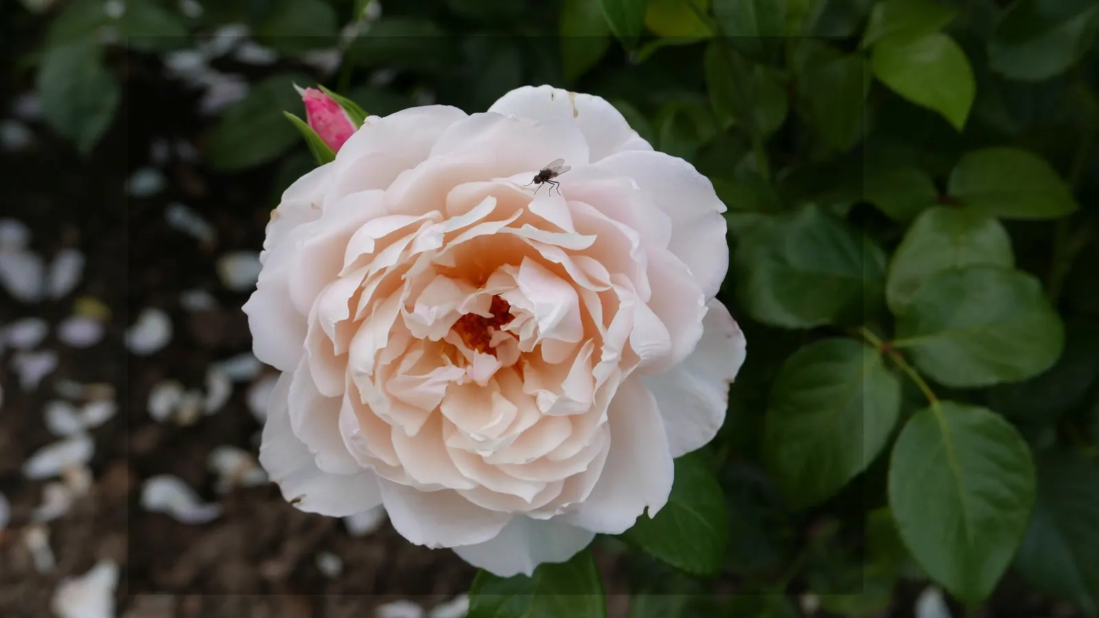 Pat Austin Rose (Rosa David Austin Rose 'Pat Austin') — Hardiness is typically within USDA zones 6 to 9, making it a versatile choice for many climates