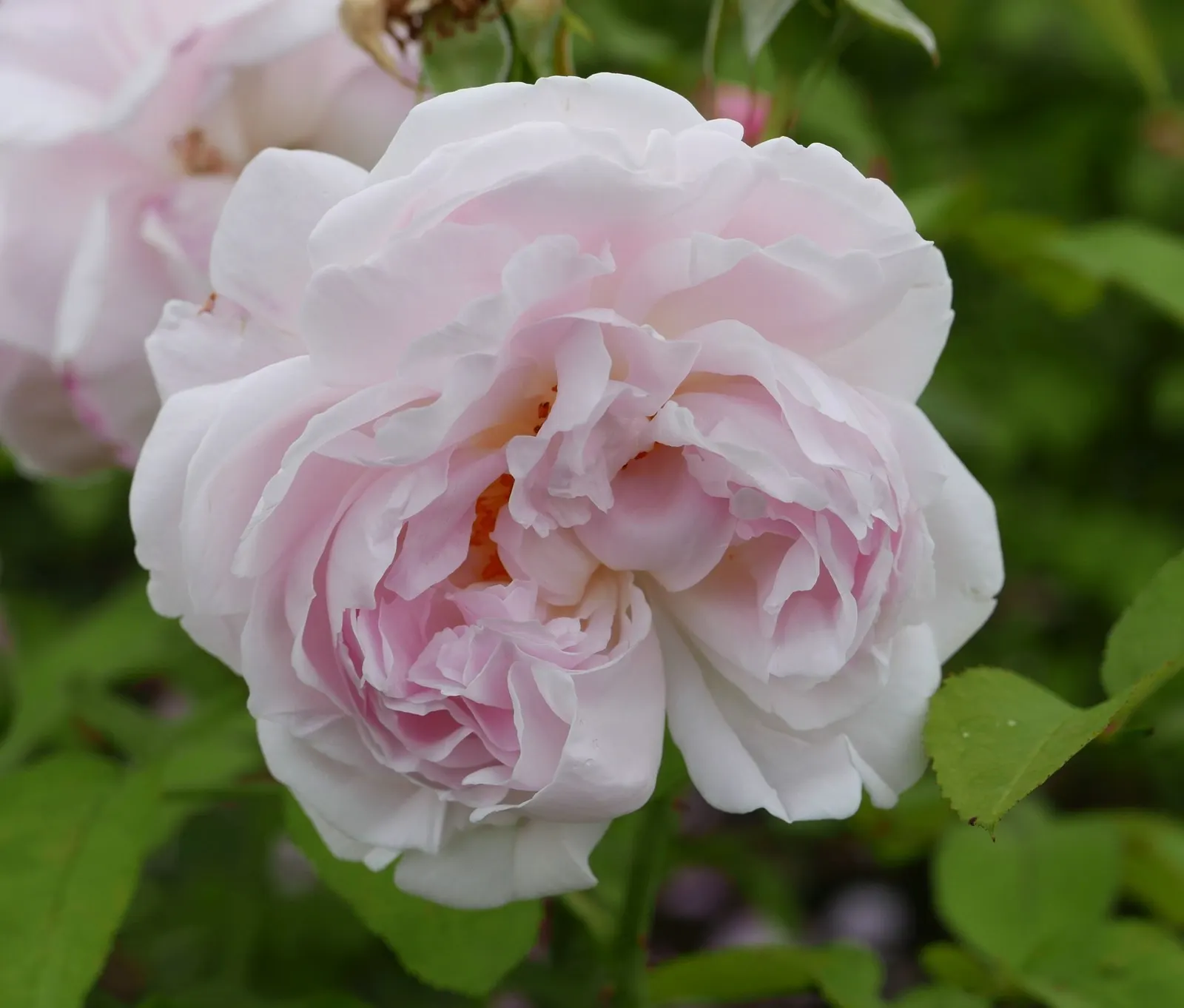 Pat Austin Rose (Rosa David Austin Rose 'Pat Austin') — this cultivar extends its display from early summer until the first frosts