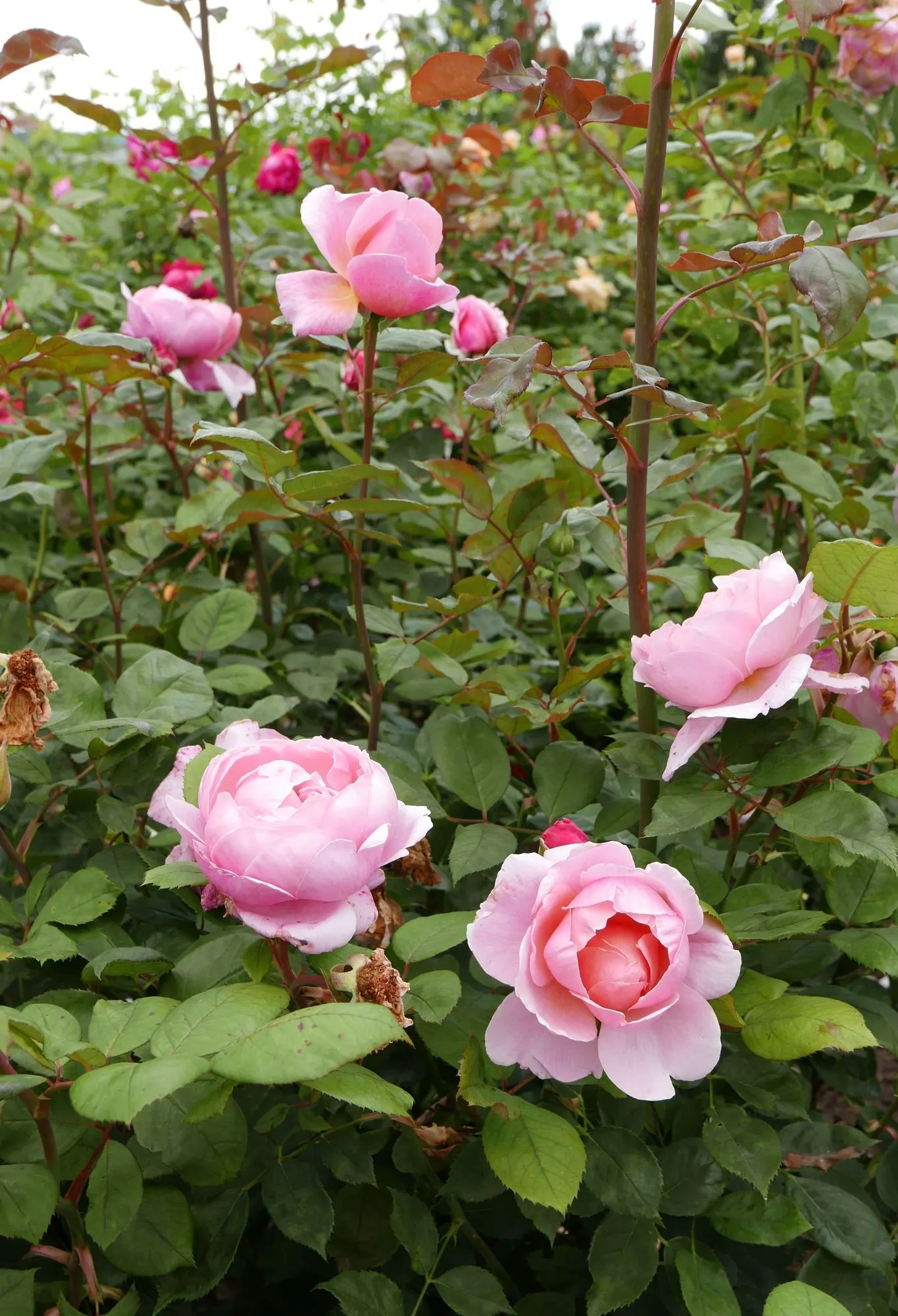Pat Austin Rose (Rosa David Austin Rose 'Pat Austin') — The Rosa David Austin 'Pat Austin' is a captivating variety with a distinct