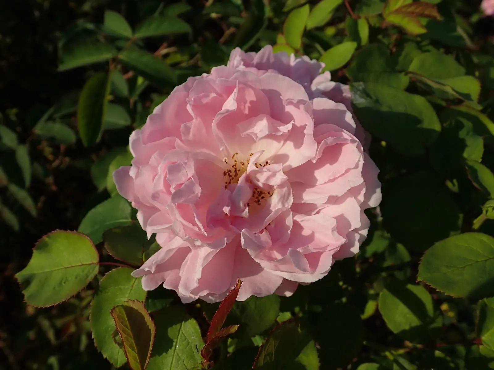 Pat Austin Rose (Rosa David Austin Rose 'Pat Austin') — the 'Pat Austin' rose commands attention in borders or as a focal specimen with its robust