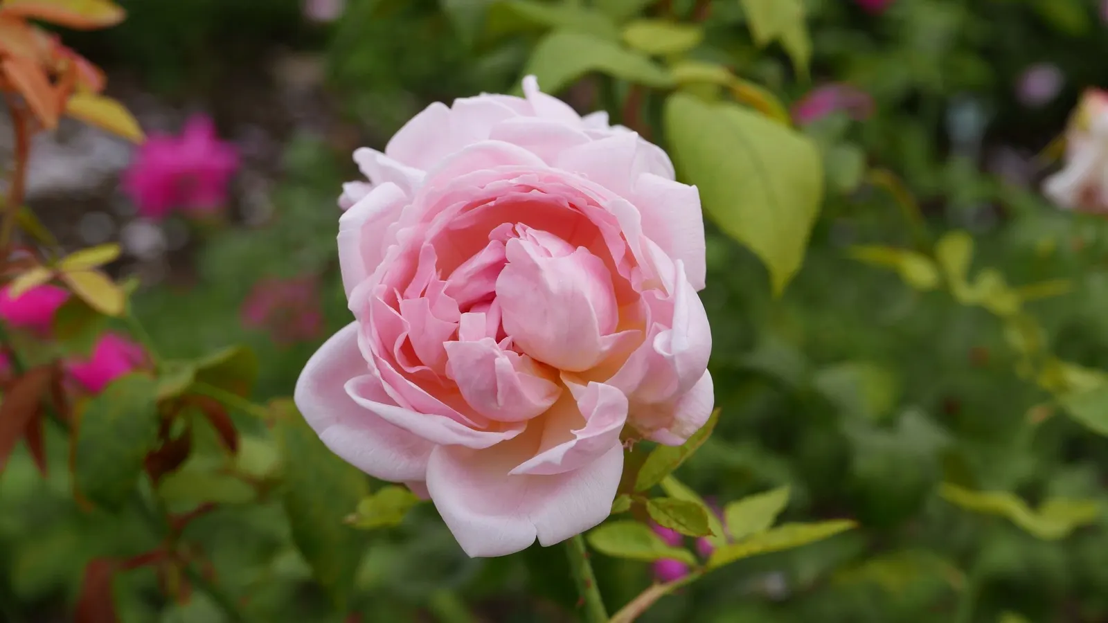 Pat Austin Rose (Rosa David Austin Rose 'Pat Austin') — Each bloom hosts a multitude of petals