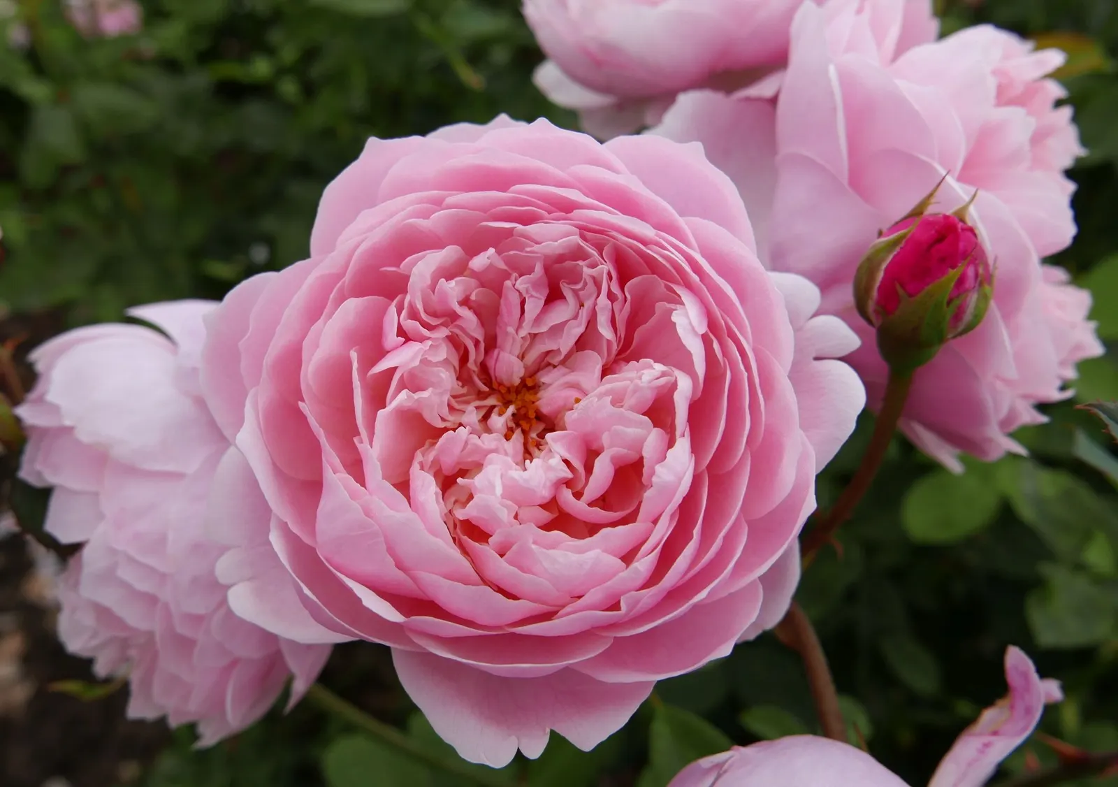 Pat Austin Rose (Rosa David Austin Rose 'Pat Austin') — glossy foliage provides an excellent backdrop