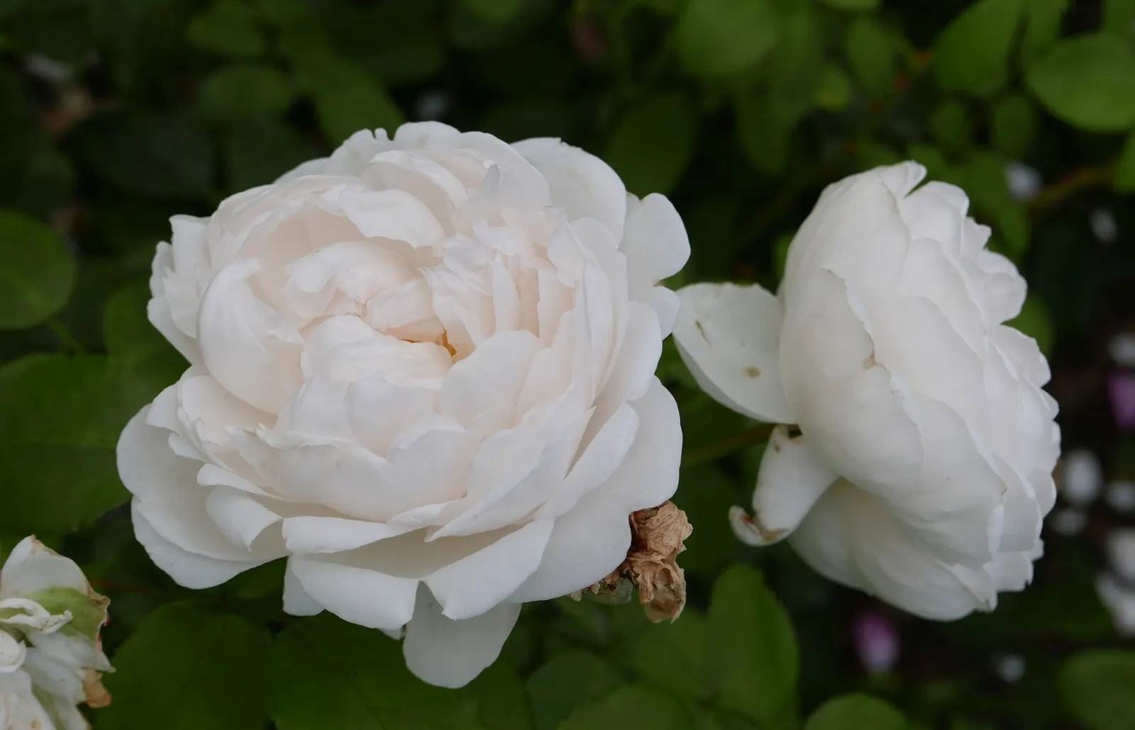 Pat Austin Rose (Rosa David Austin Rose 'Pat Austin') — around 50 to 60 per flower